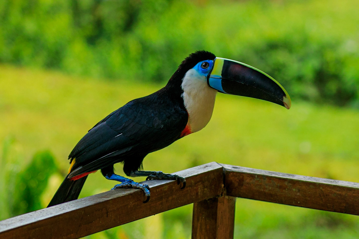 White-throated Toucan