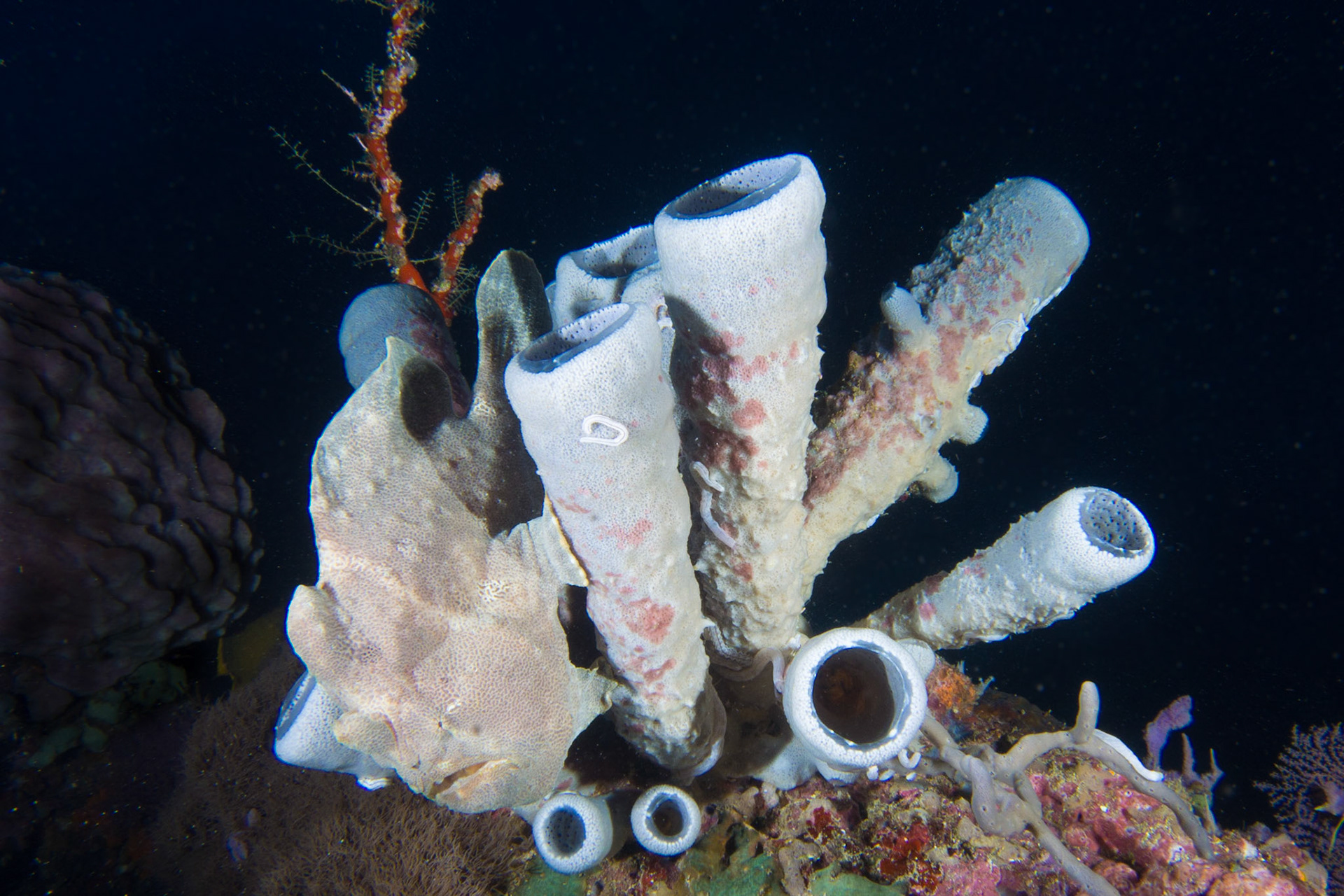 Giant Frogfish and Amphimedon sp.