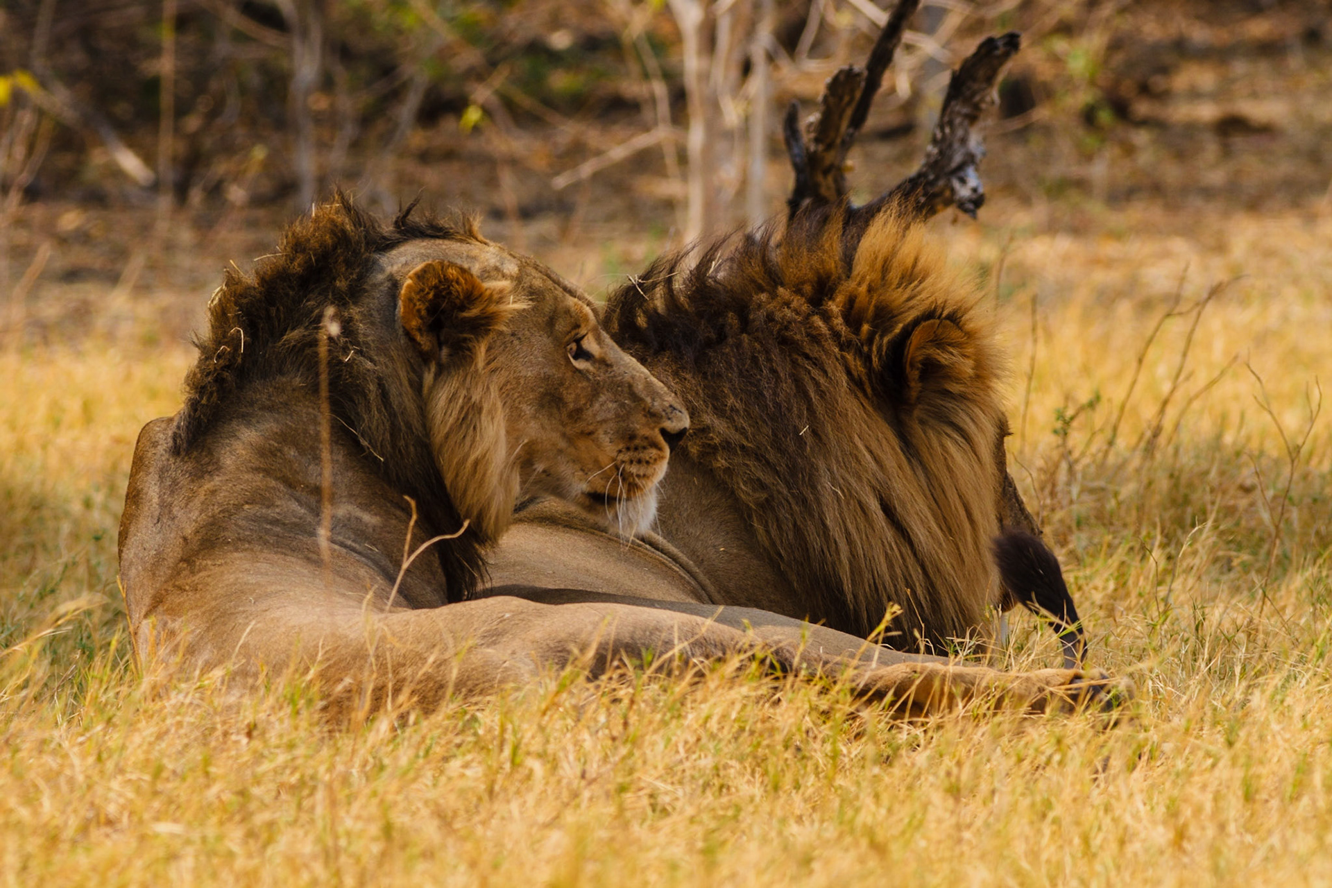 Male Lions