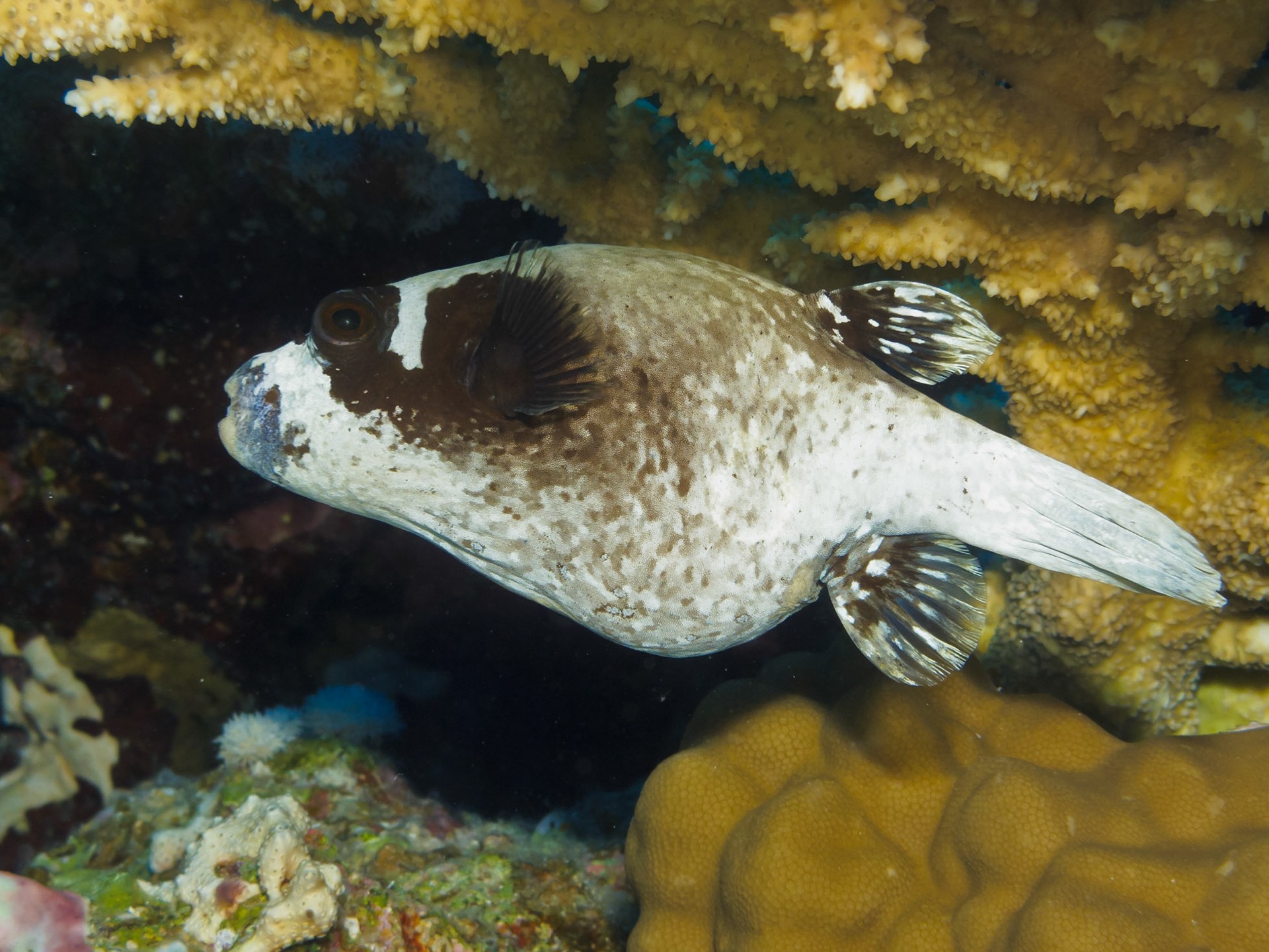 Masked Puffer
