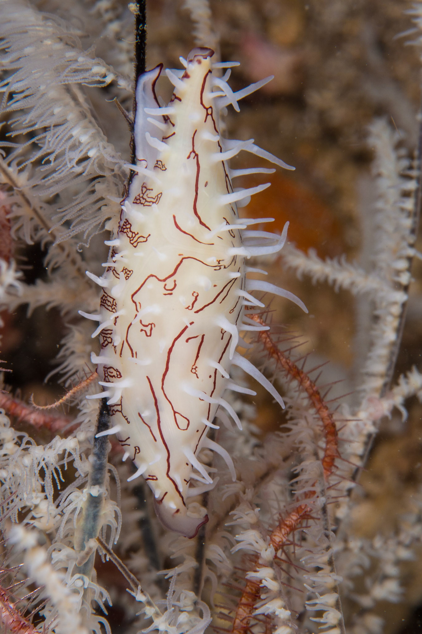 Poppe's Spindle Cowrie