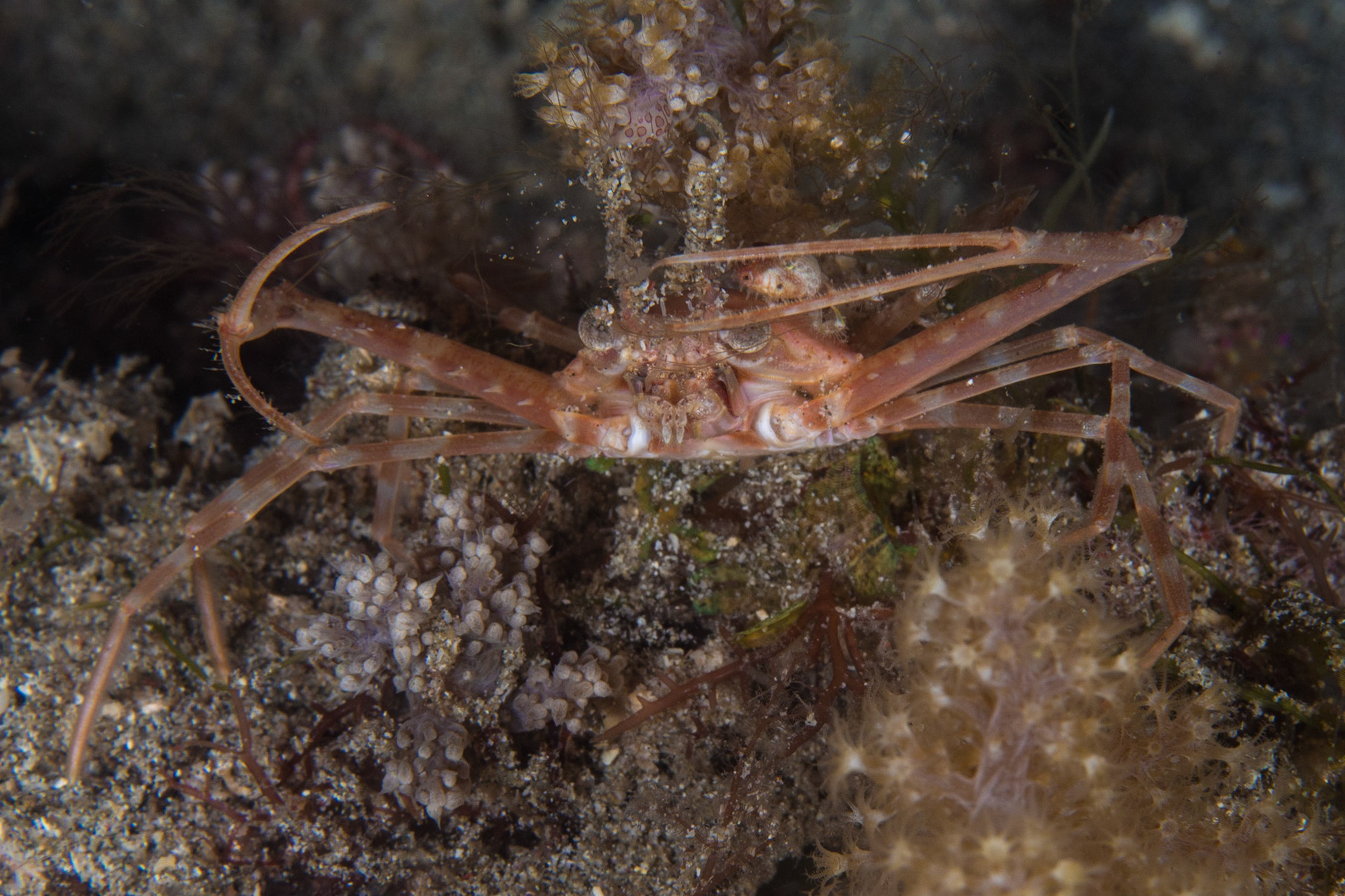 Scissor Swimming Crab