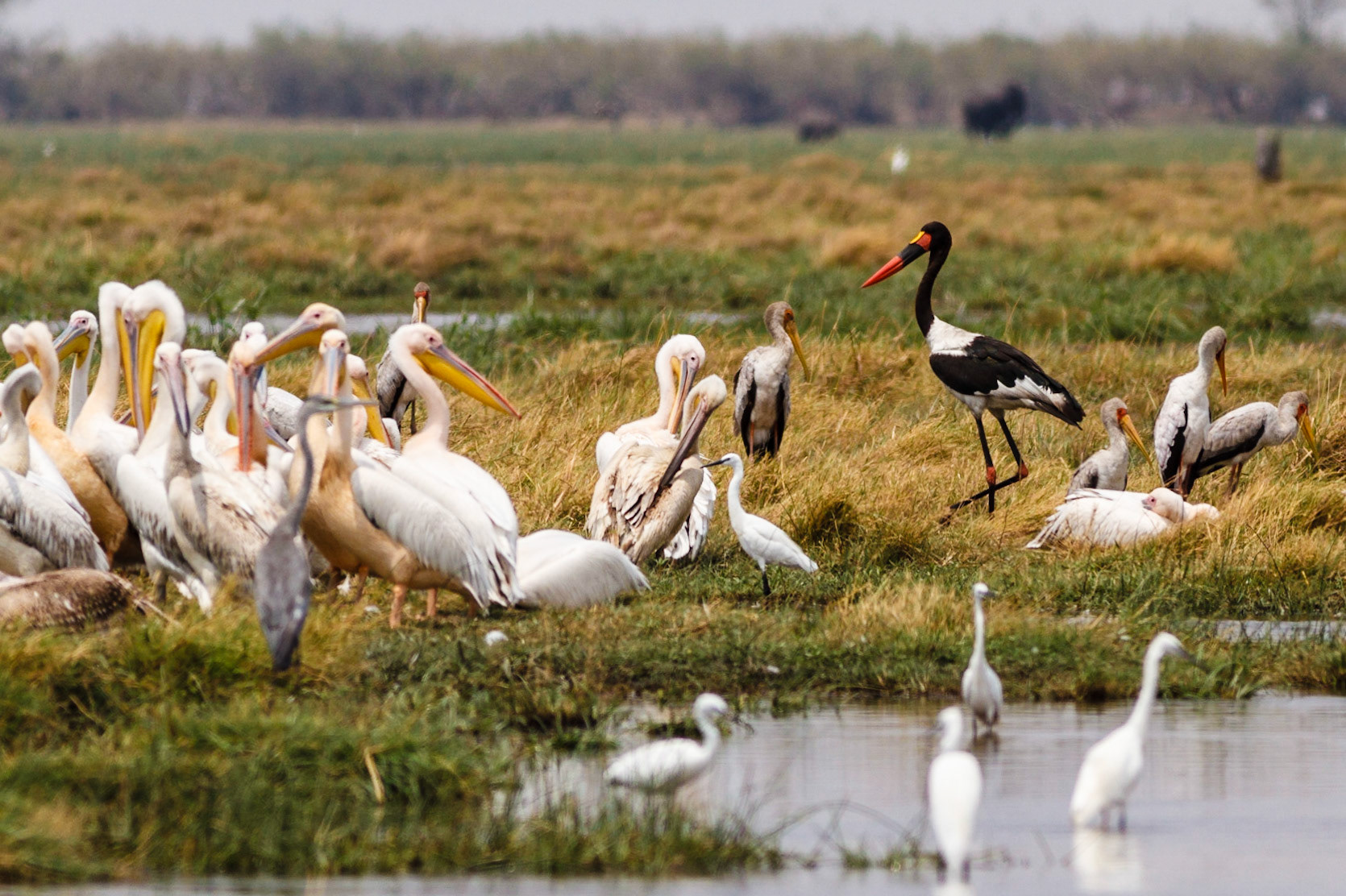 Great White Pelicans, Saddle Billed Stork, and Yellow-billed Storks