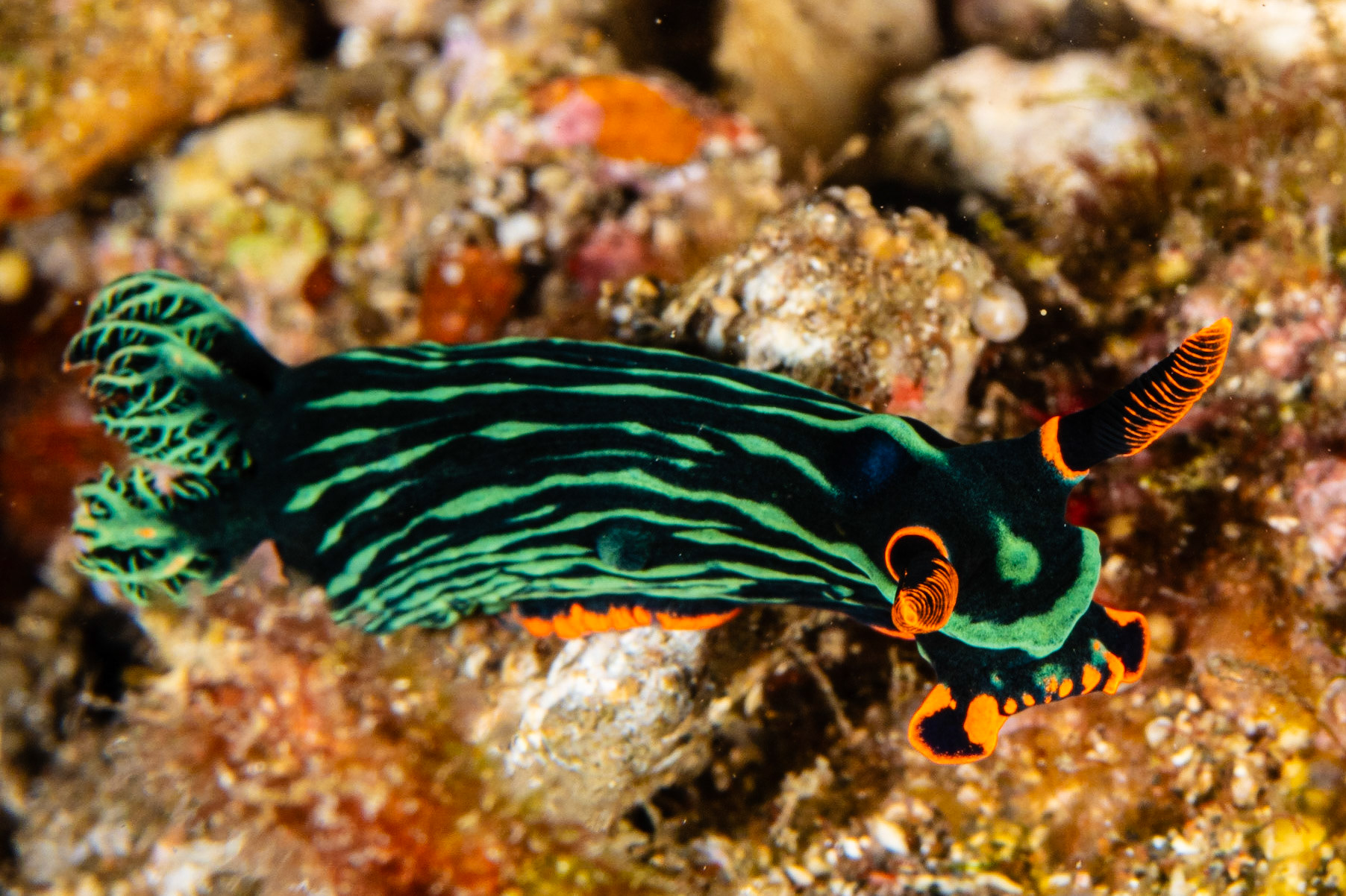 Nembrotha kubaryana