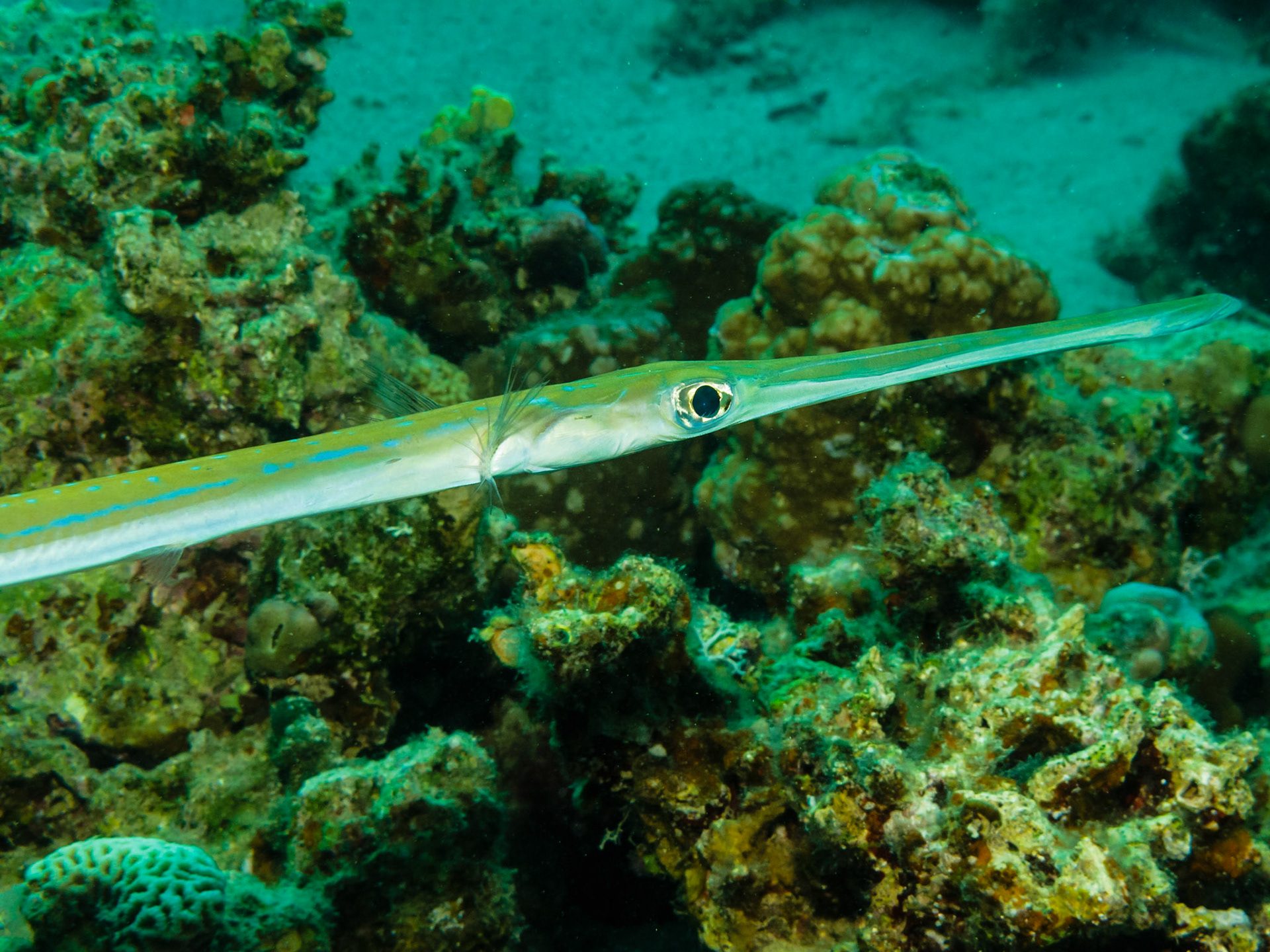 Smooth Cornetfish