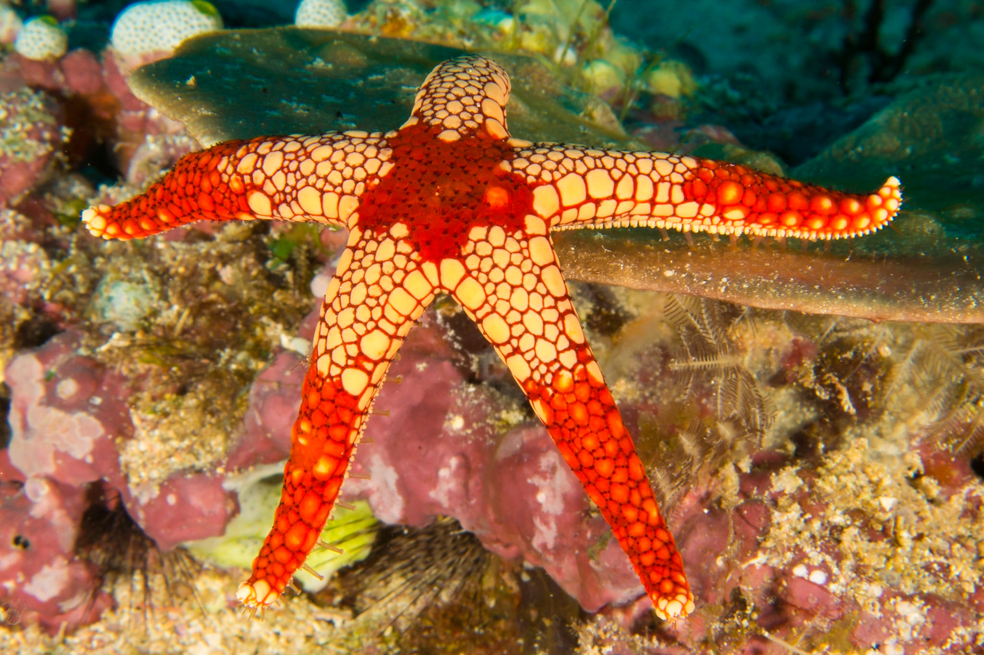 Peppermint Sea Star