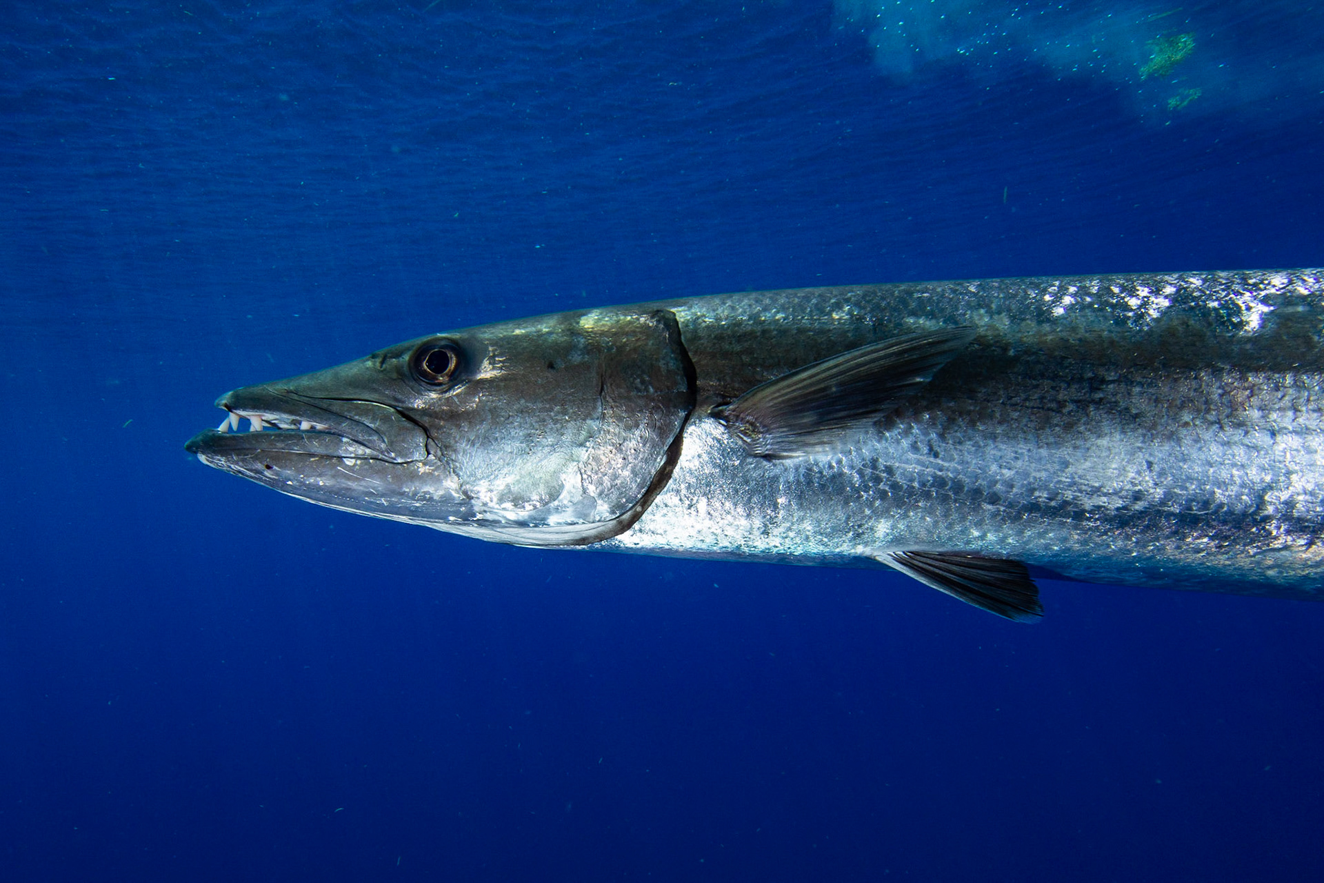 Great Barracuda