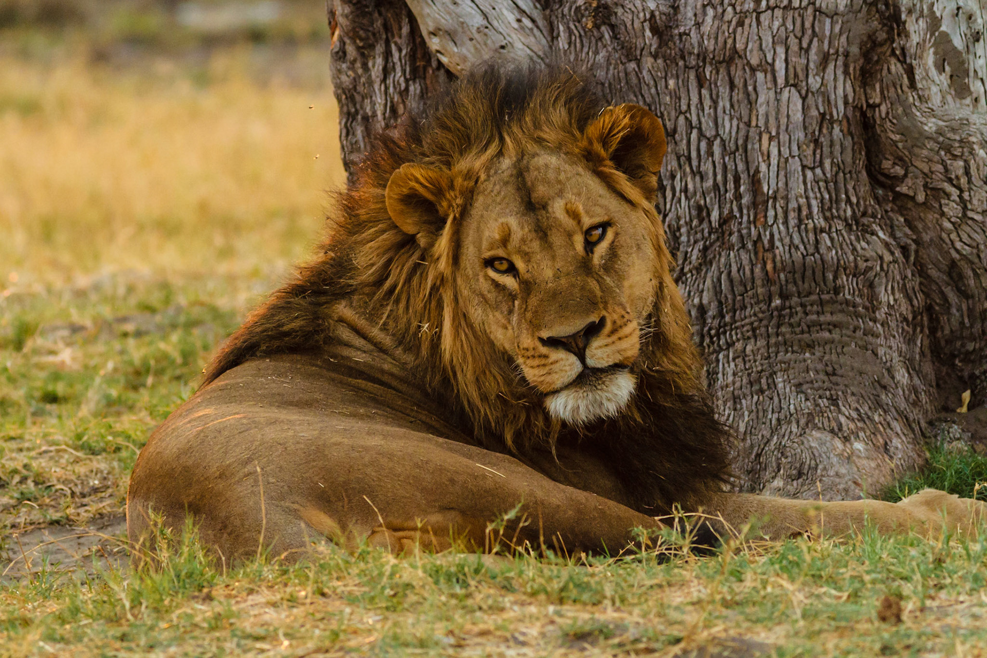 Lion