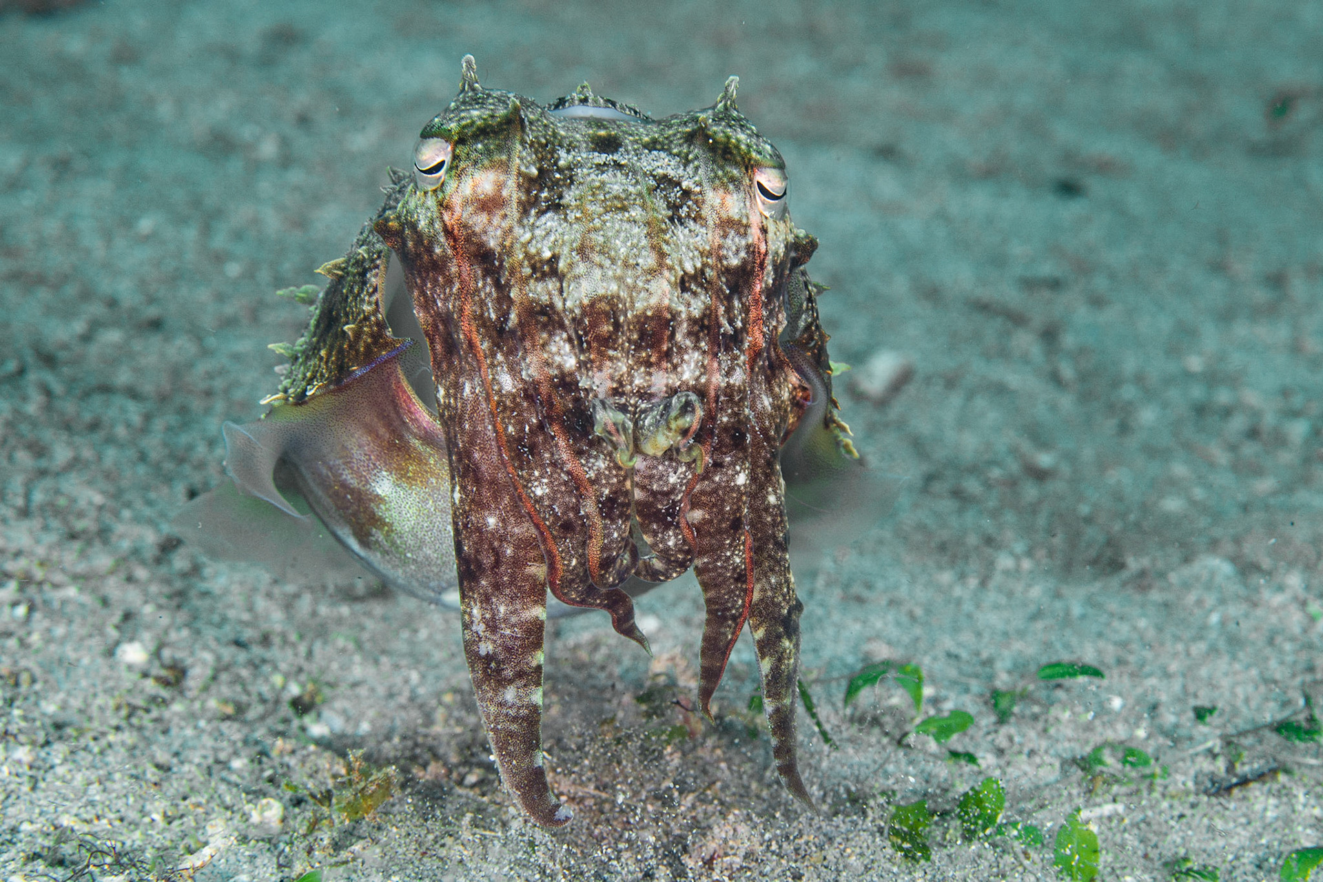 Broadclub Cuttlefish