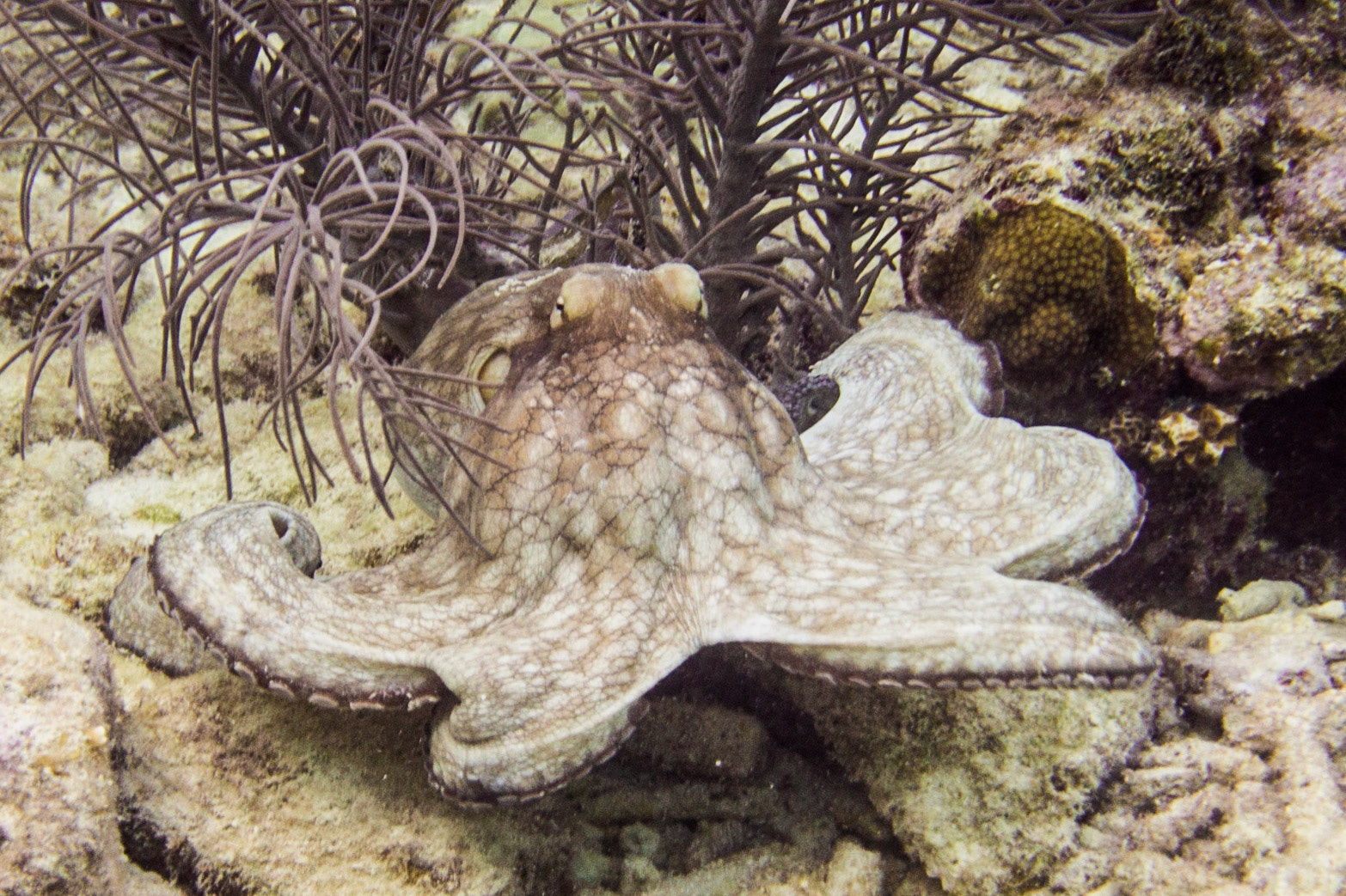 Common Octopus