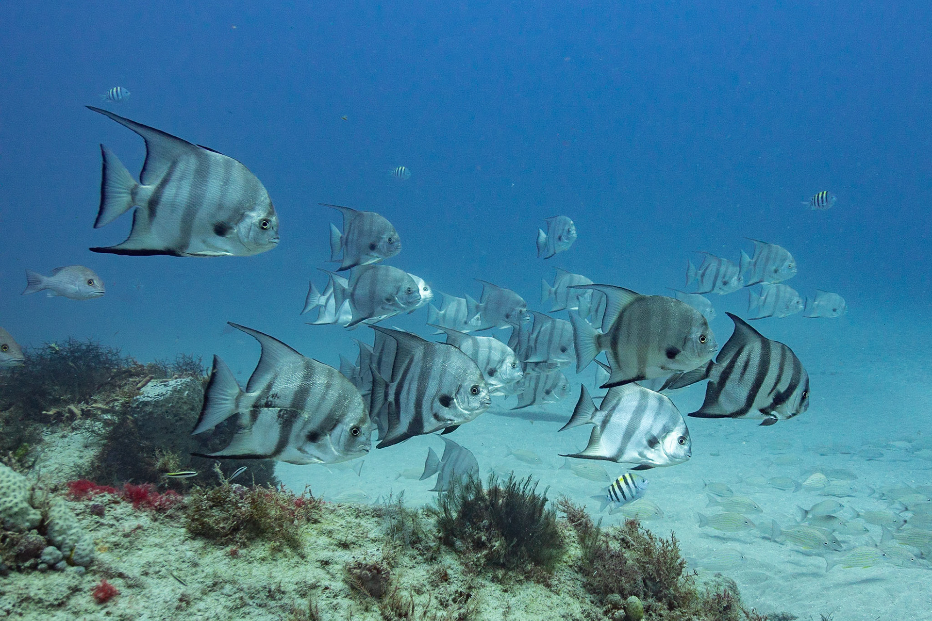 Atlantic Spadefish