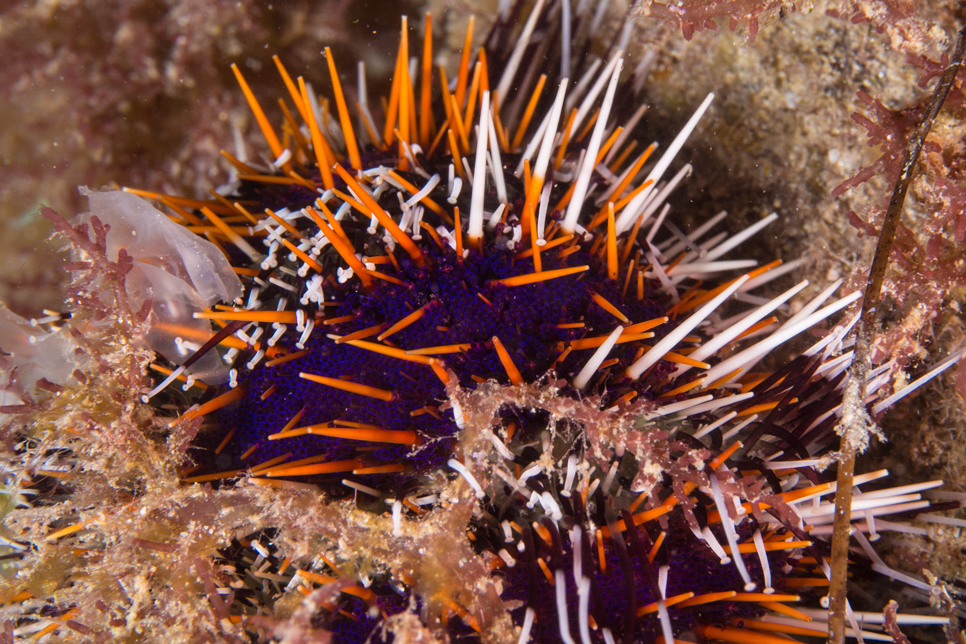 Cake Urchin