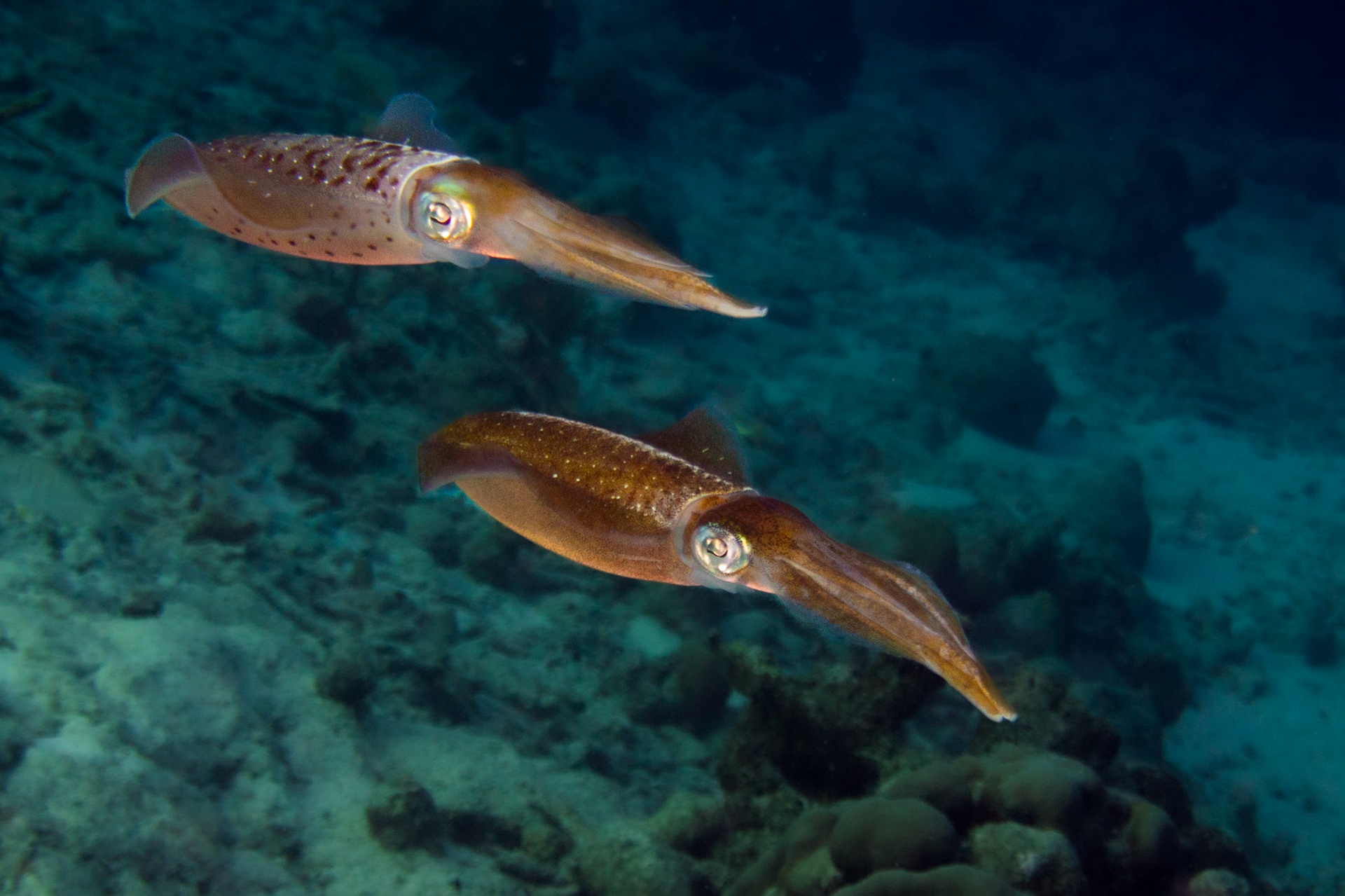Caribbean Reef Squid