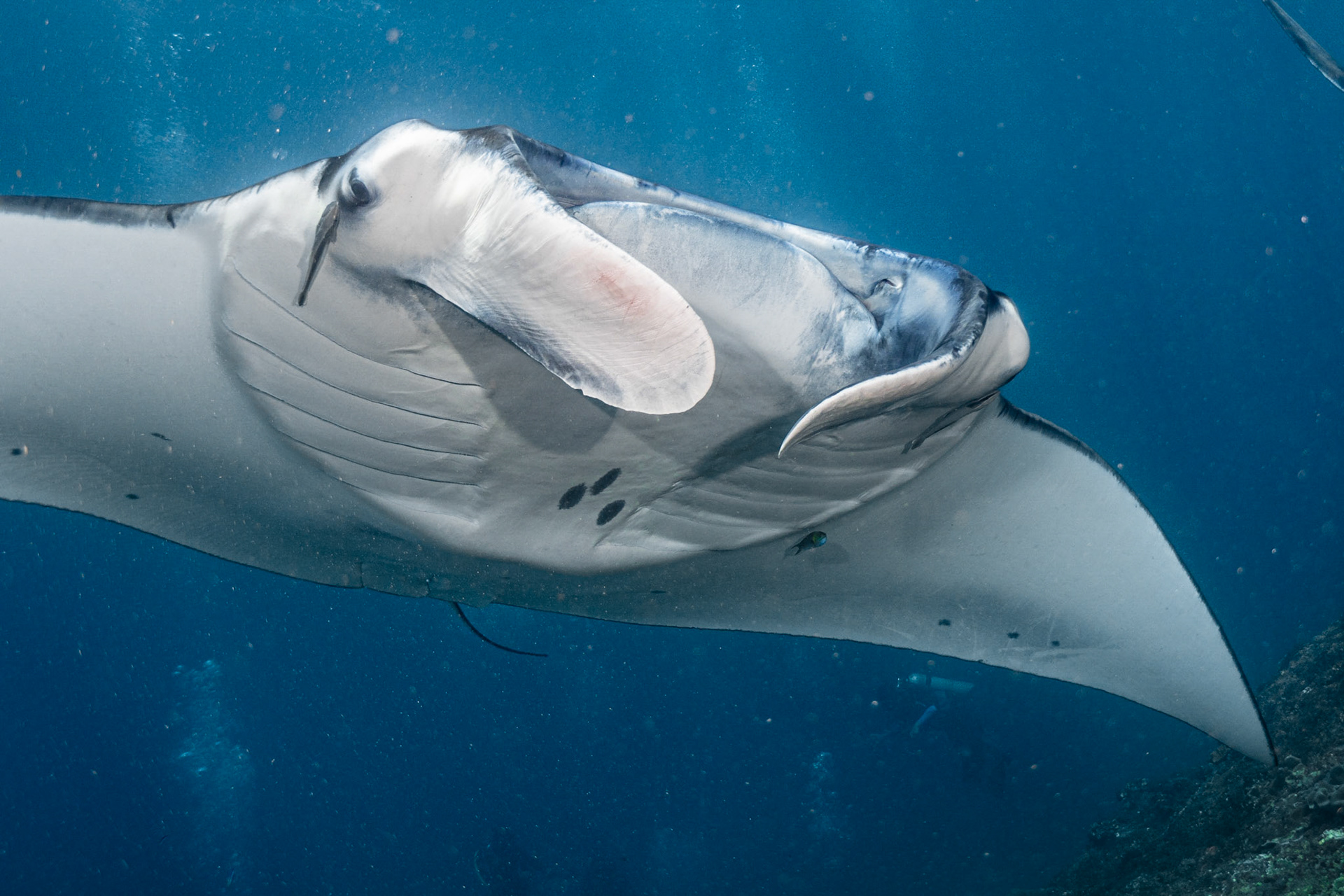 Reef Manta Ray