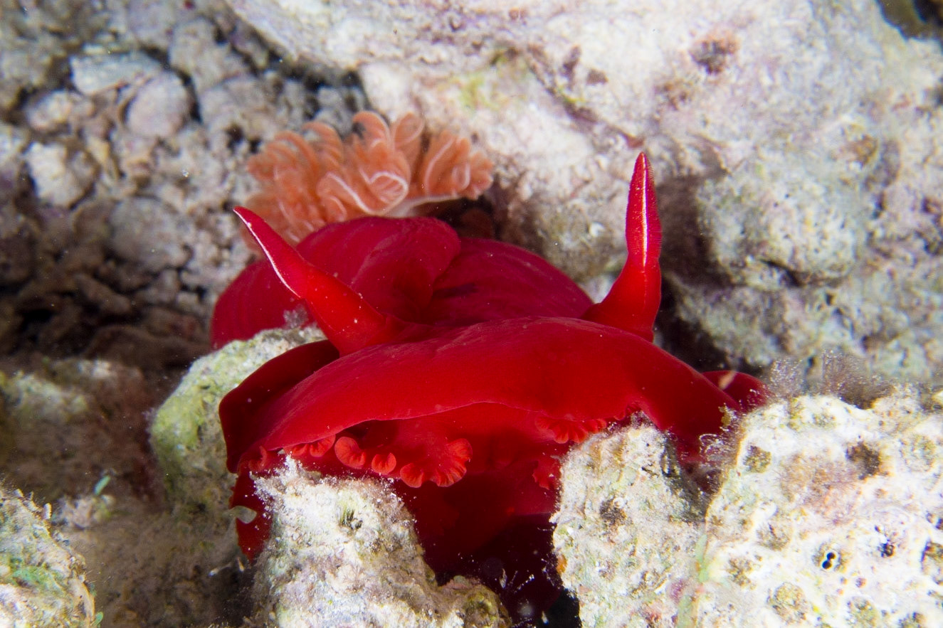 Hexabranchus sanguineus