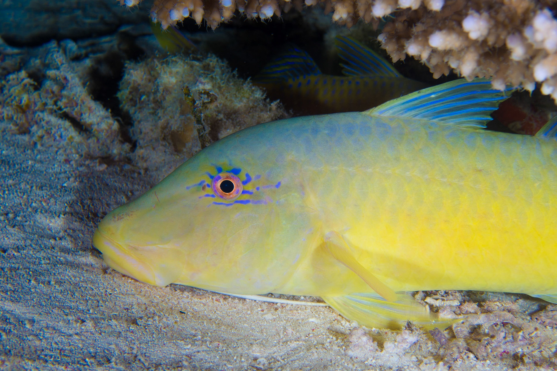 Goldsaddle Goatfish