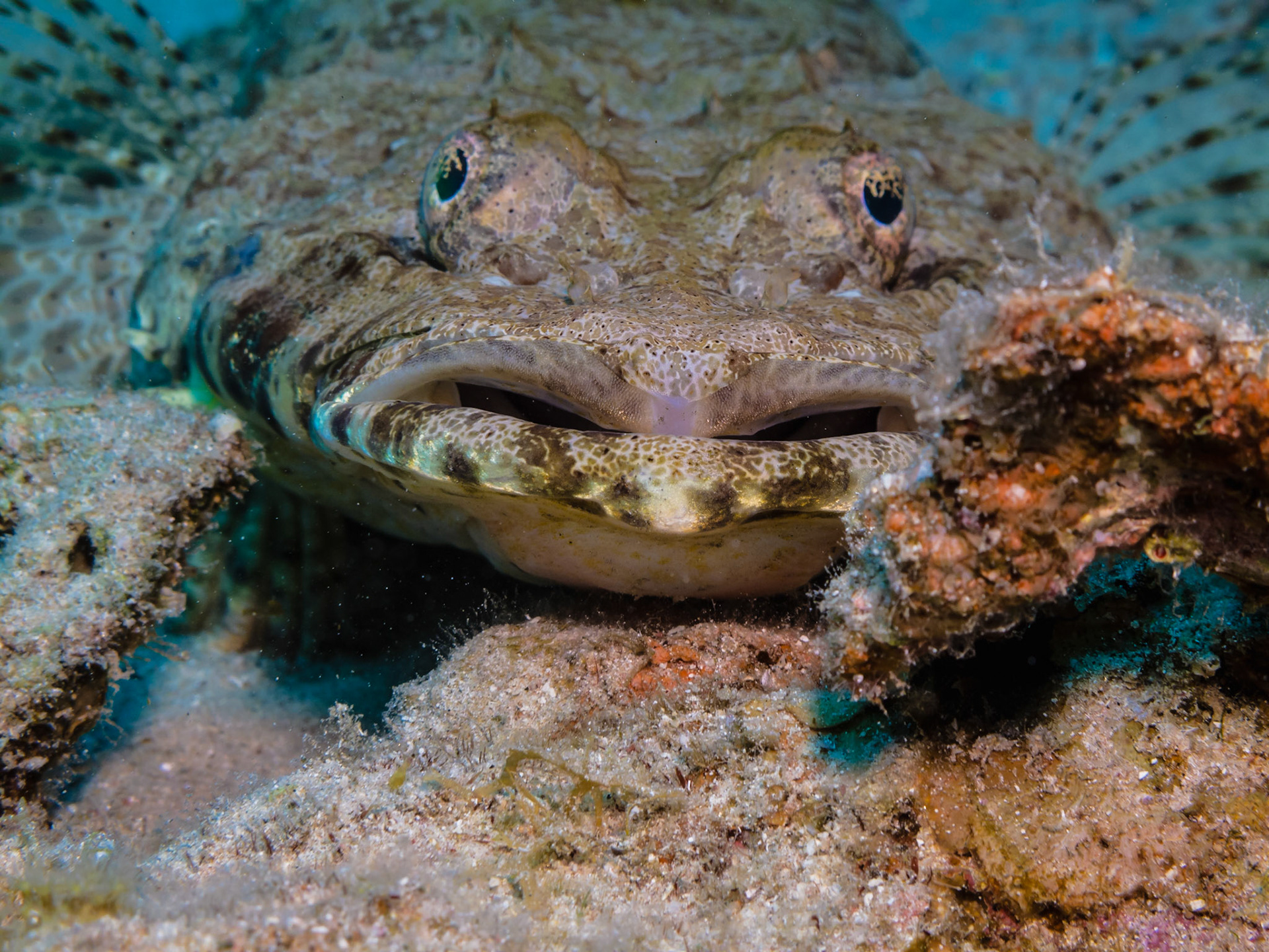 Indian Ocean Crocodilefish