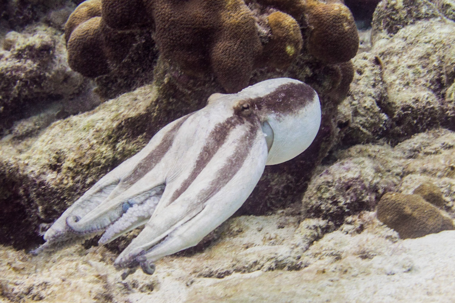 Common Octopus
