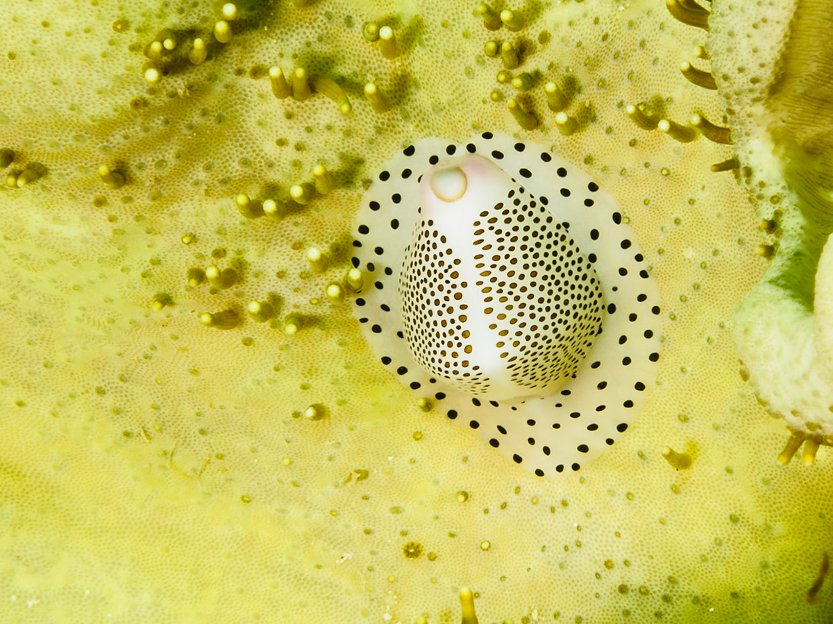 Black-spotted Egg Cowrie