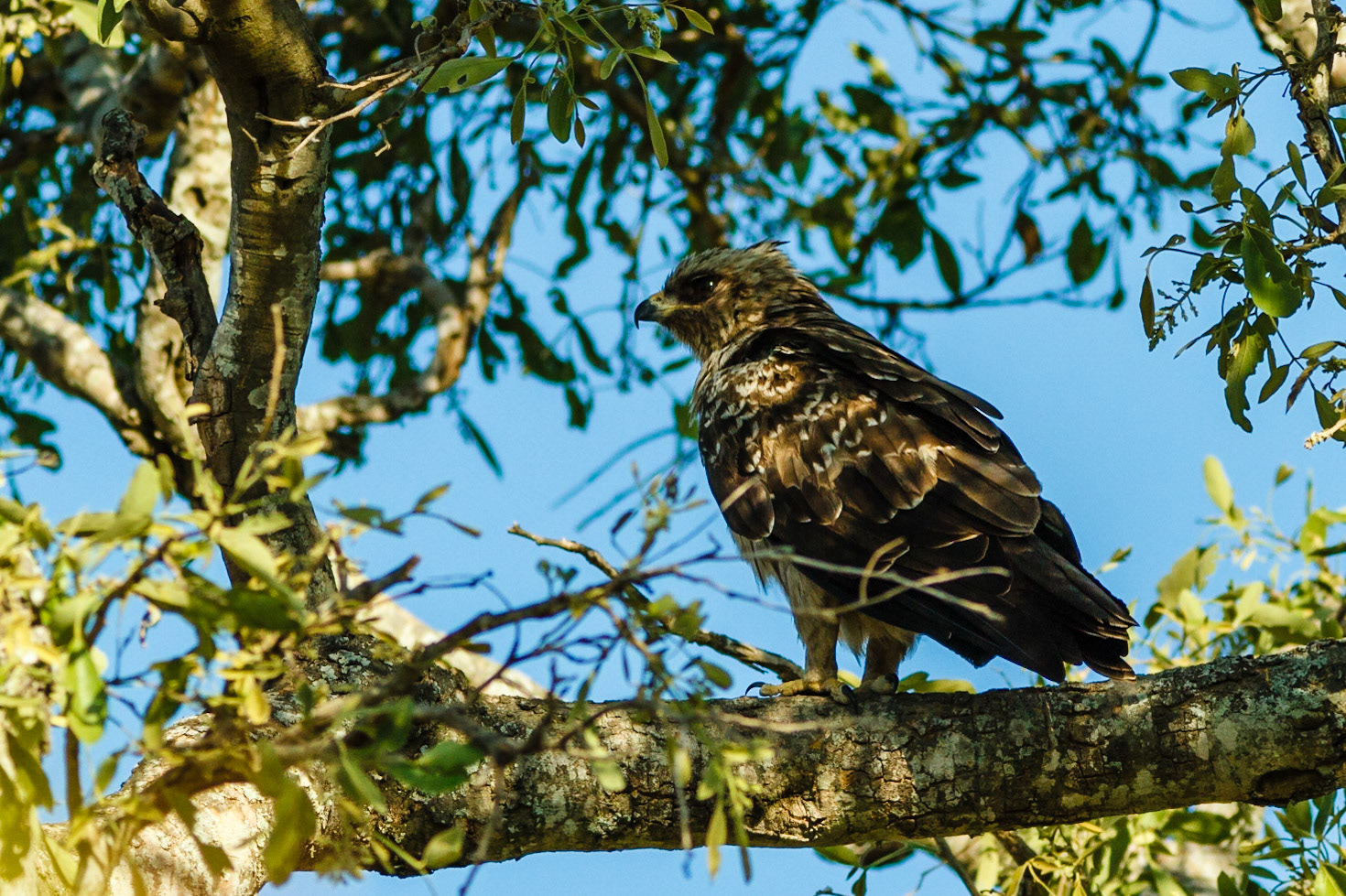 Tawny Eagle