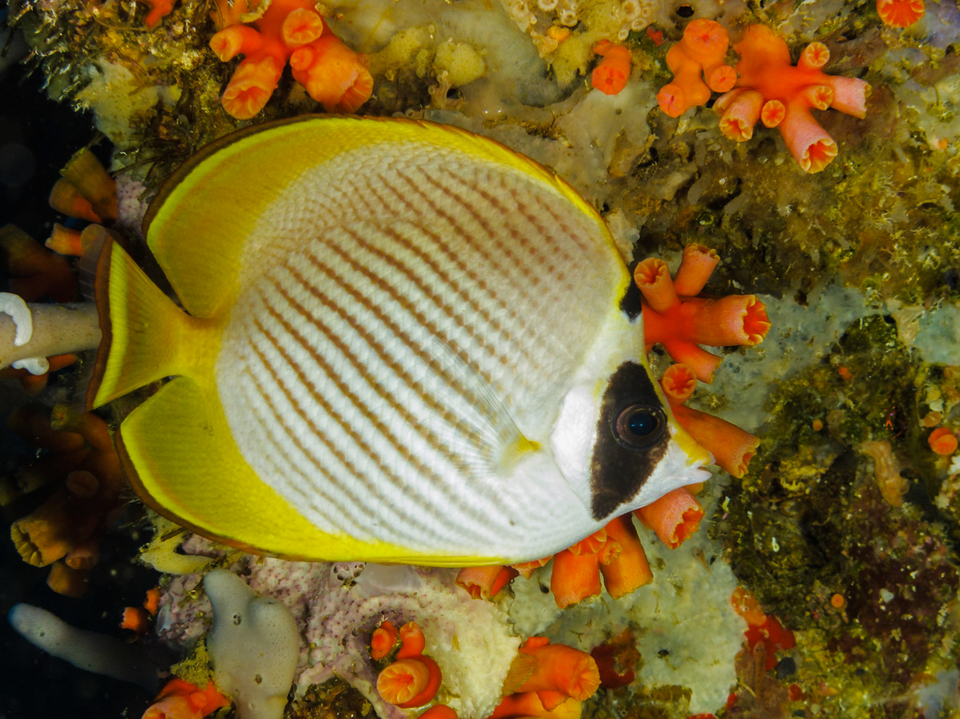 Panda Butterflyfish
