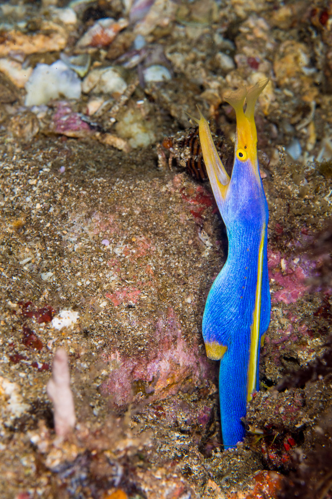 Ribbon Eel