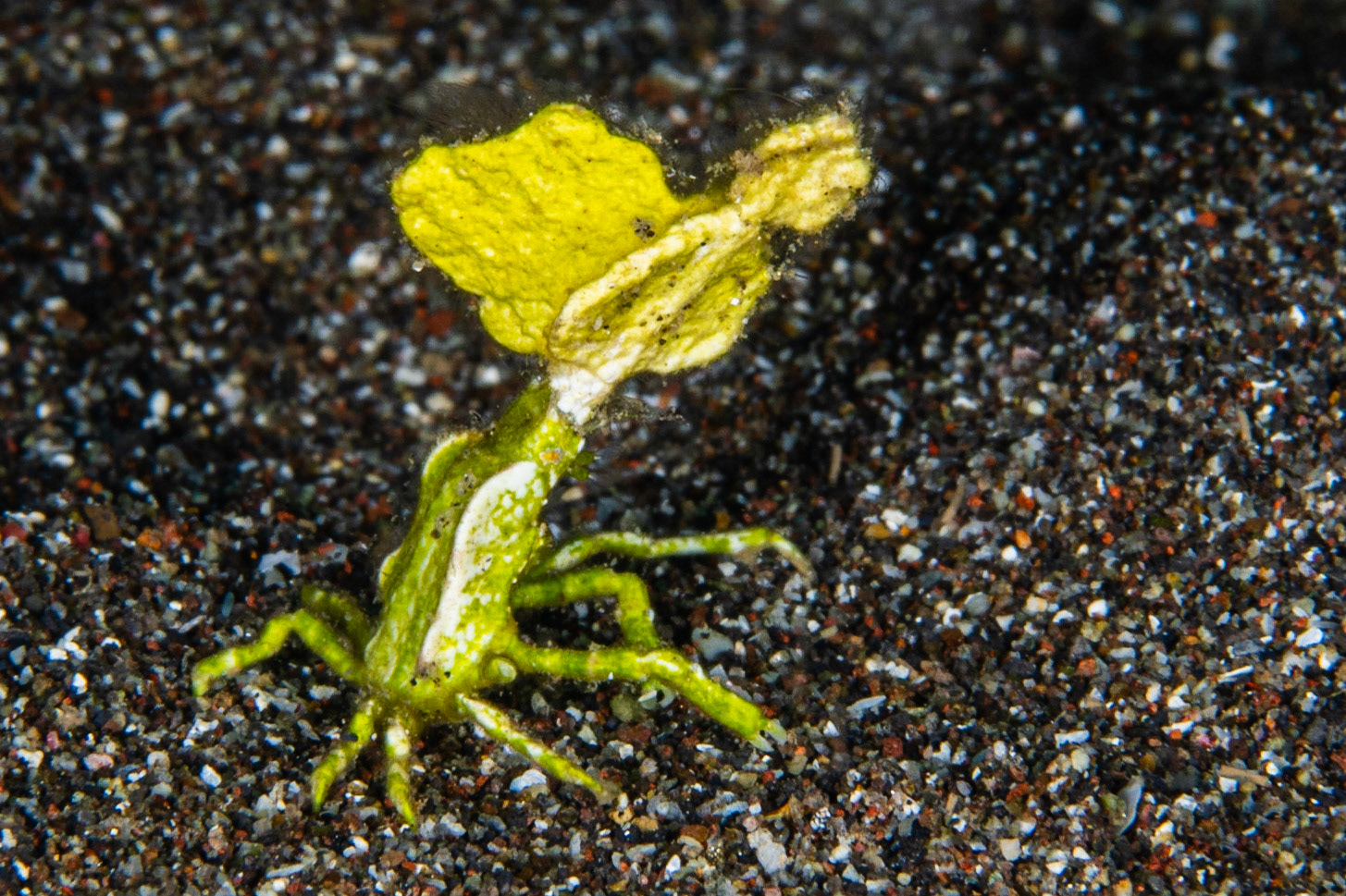 Halimeda Algae Crab