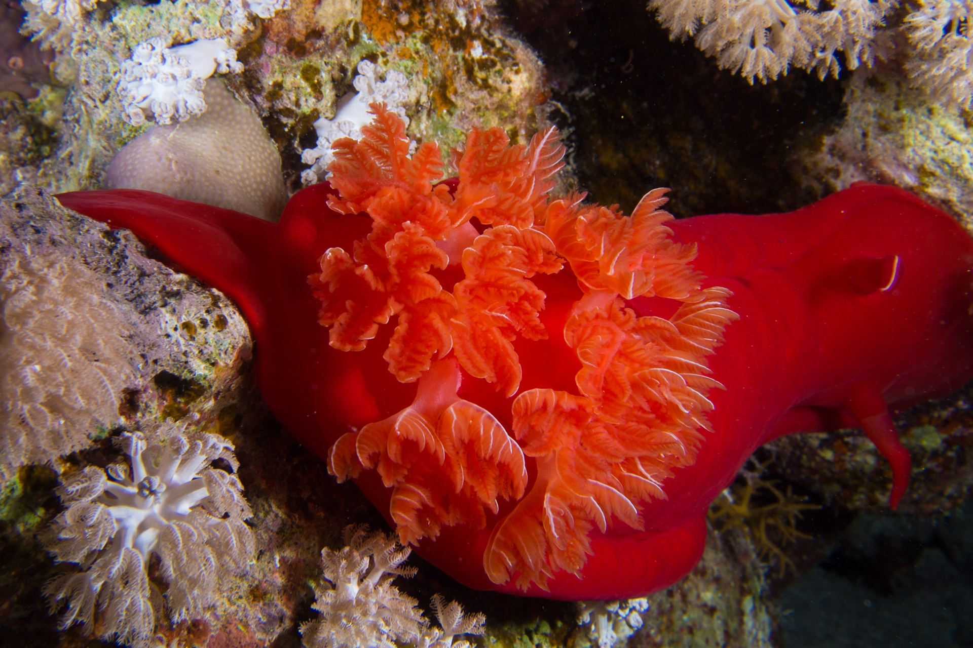 Hexabranchus sanguineus