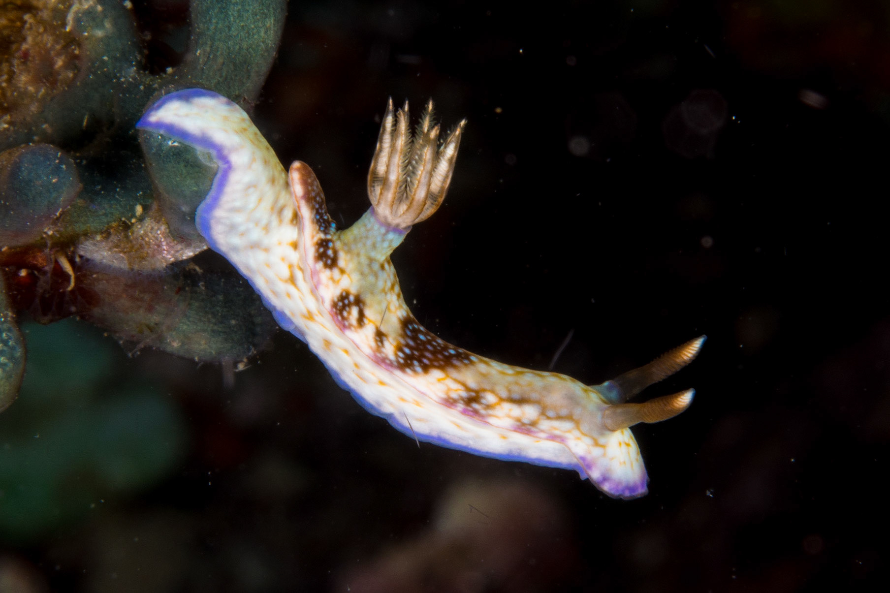 Check ceratasomas for the flap behind gills