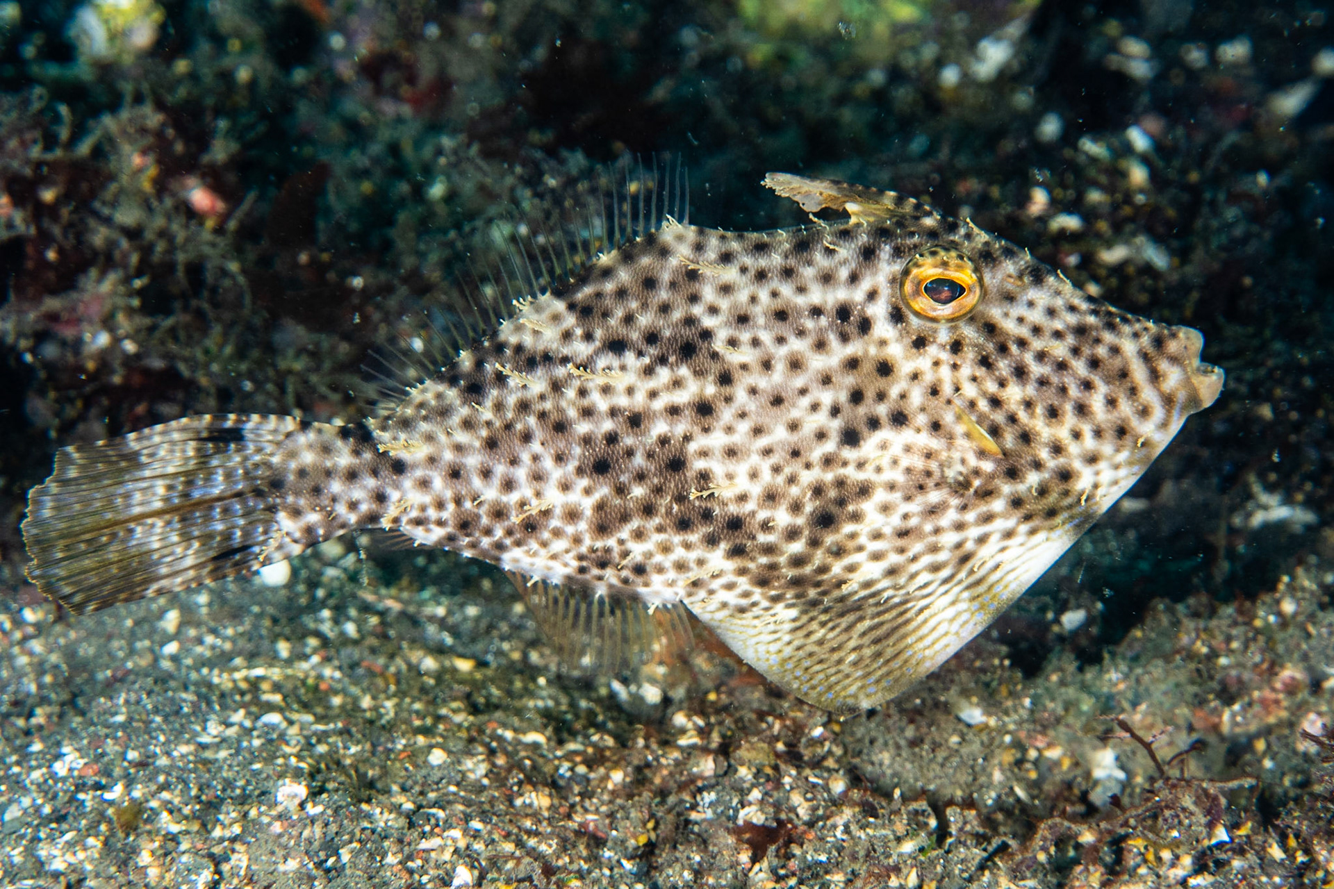 Fan-bellied Filefish