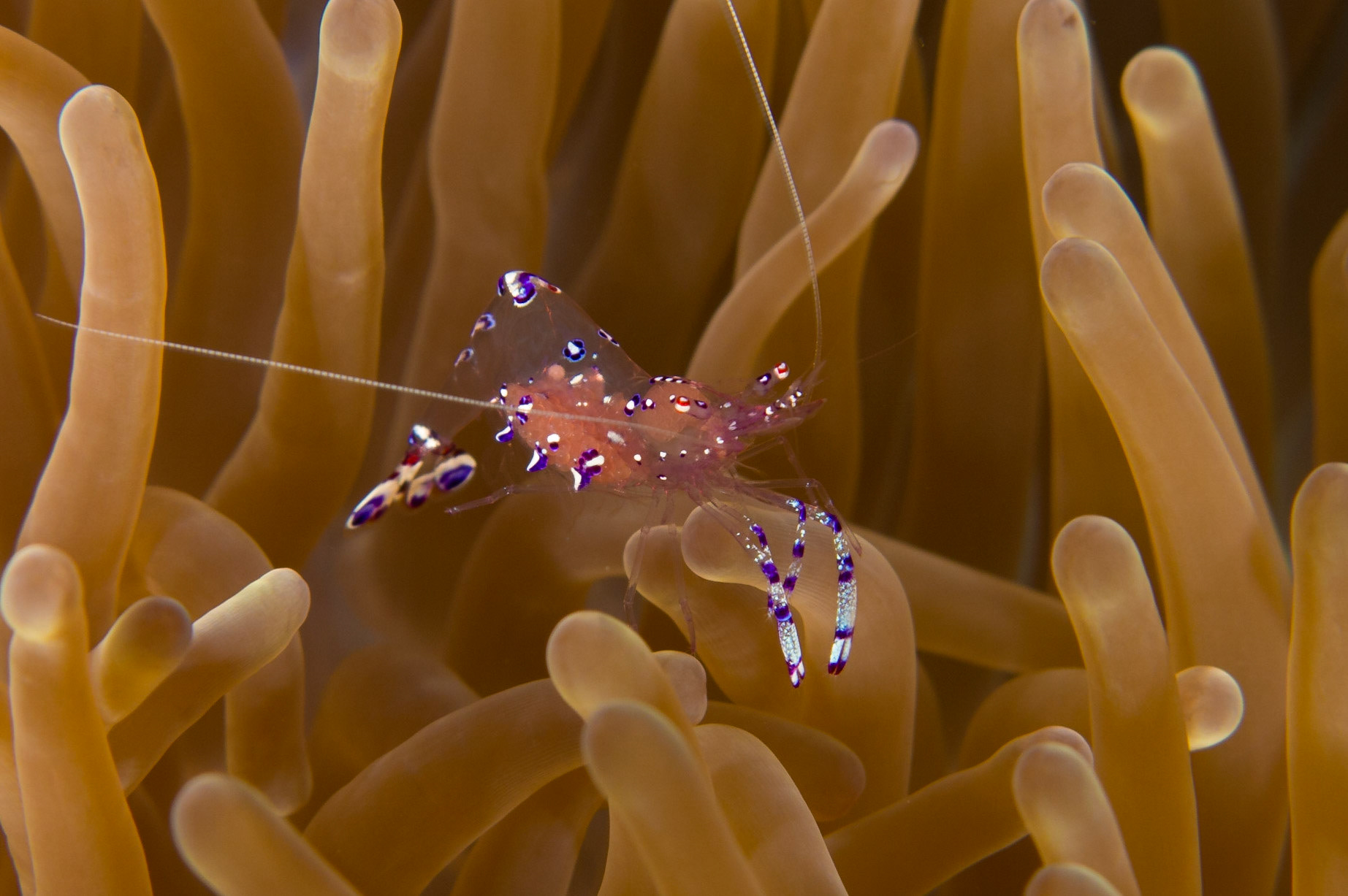 Sarasvati Anemone Shrimp and Magnificent Anemone