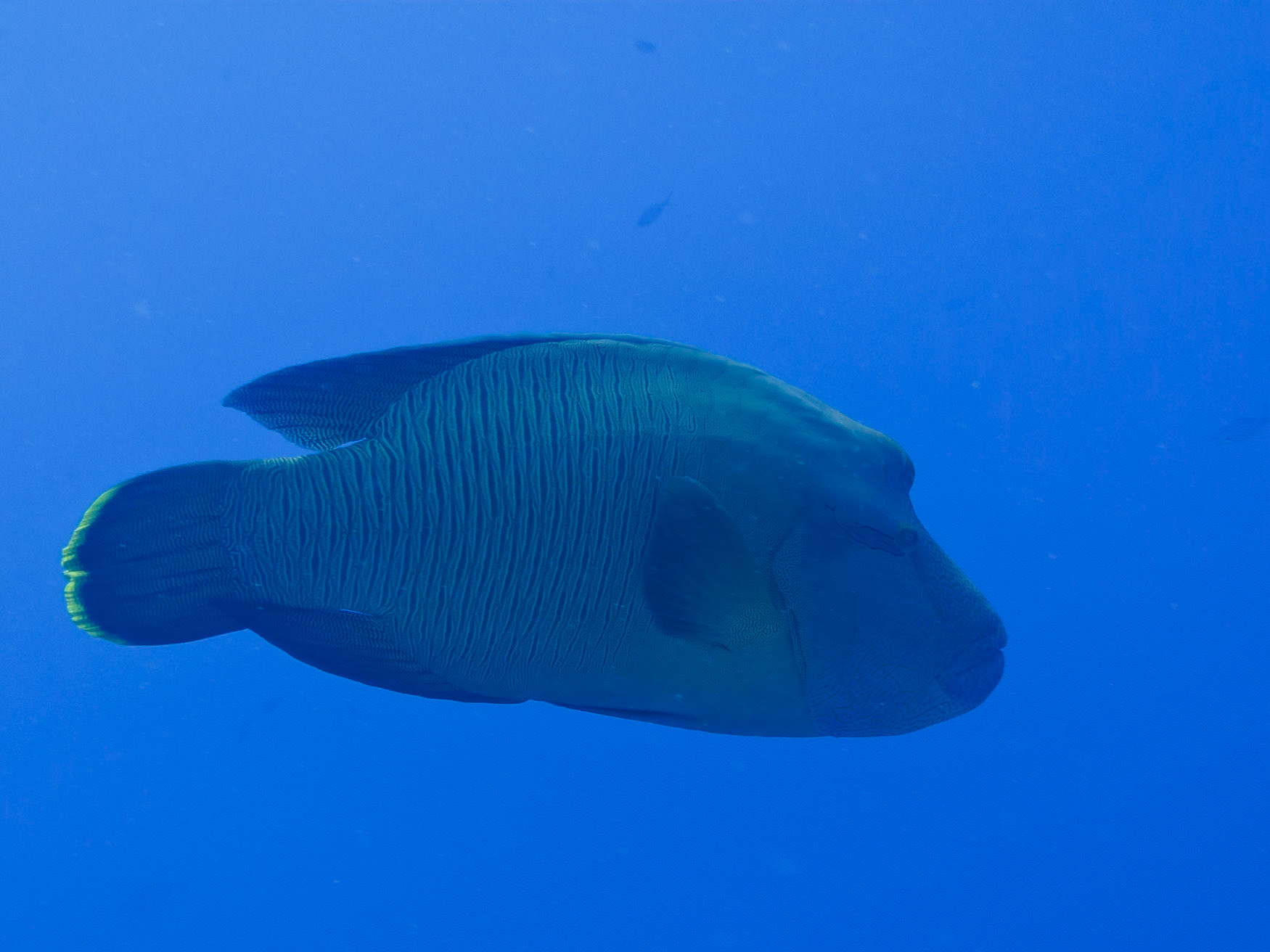 Napolean Wrasse