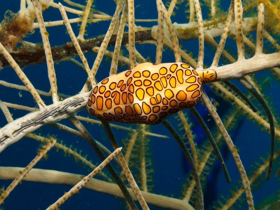 Flamingo Tongue