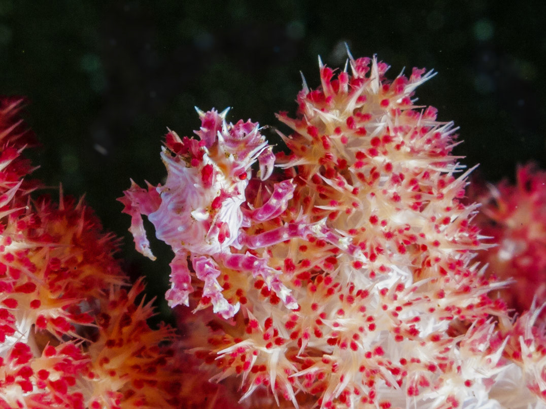 Soft Coral Crab