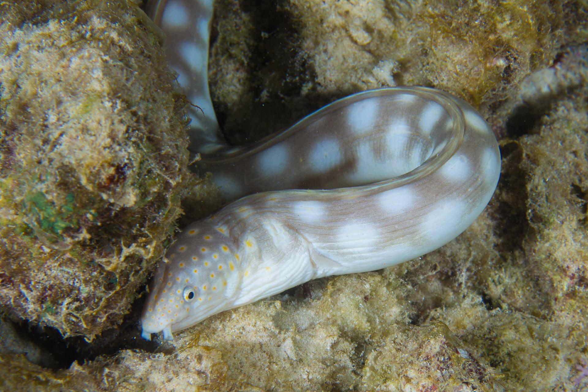 Sharptail Eel