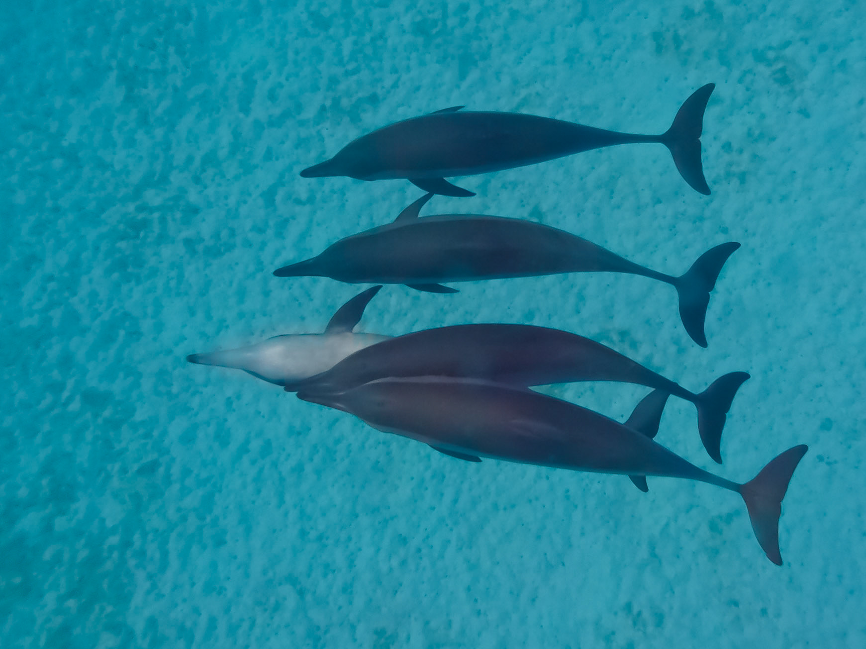 Snorkeling with Little Bottlenose Dolphins