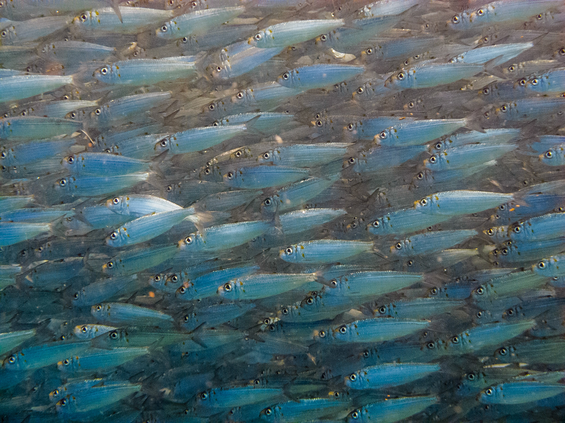 Sardines at Moalboal