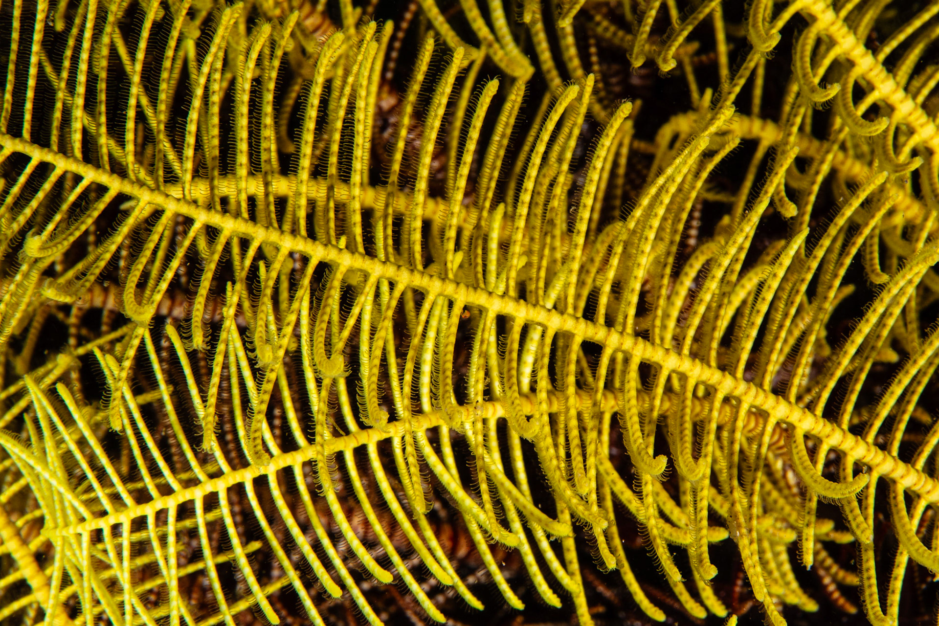 Crinoids and Feather Stars