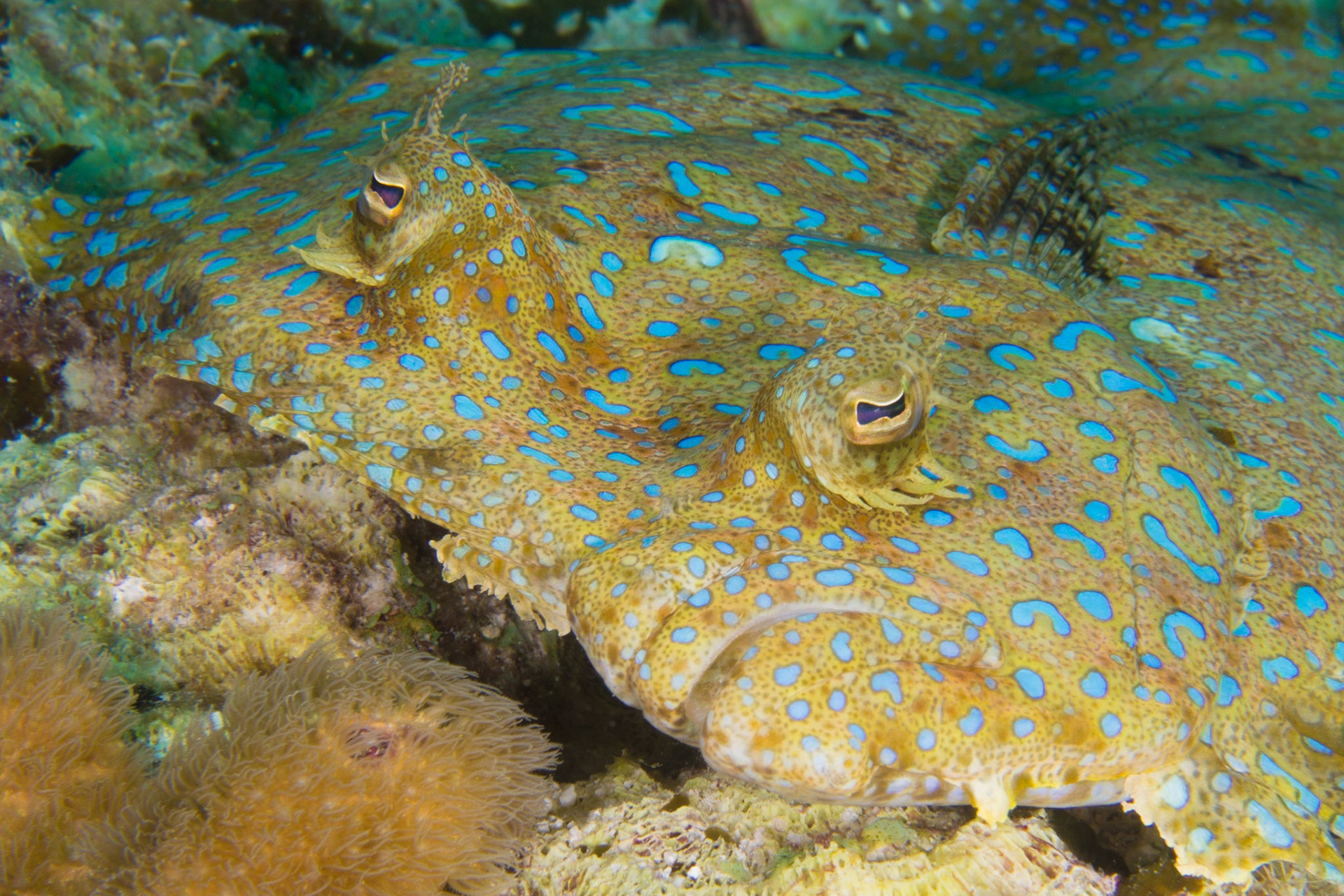 Peacock Flounder