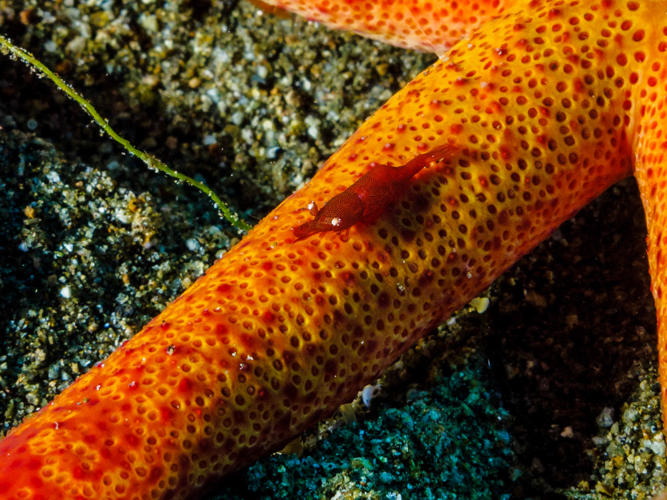 Luzon Sea Star and Sea Star Shrimp