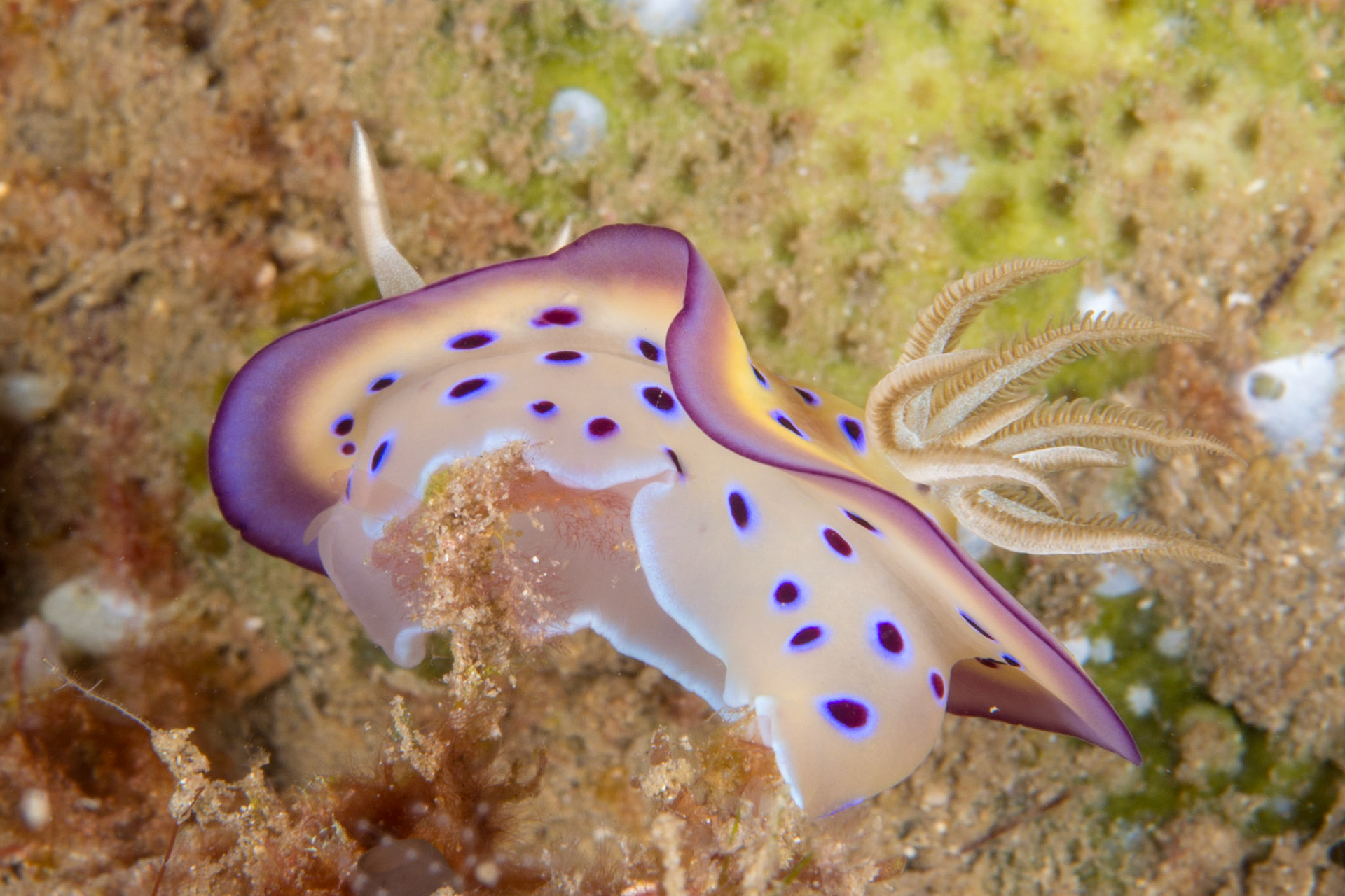 Goniobranchus kuniei