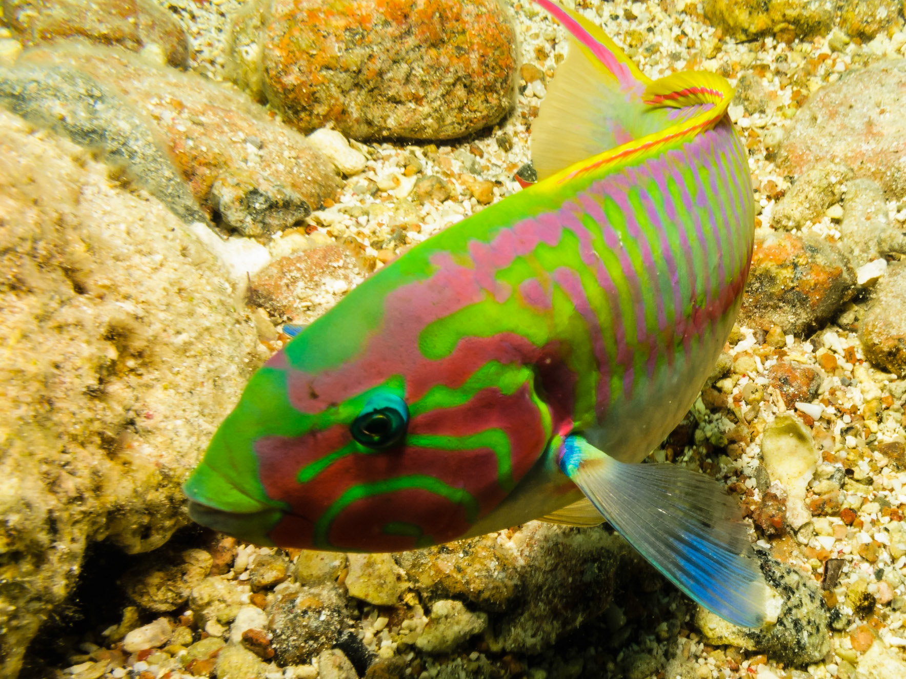 Klunzinger's Wrasse