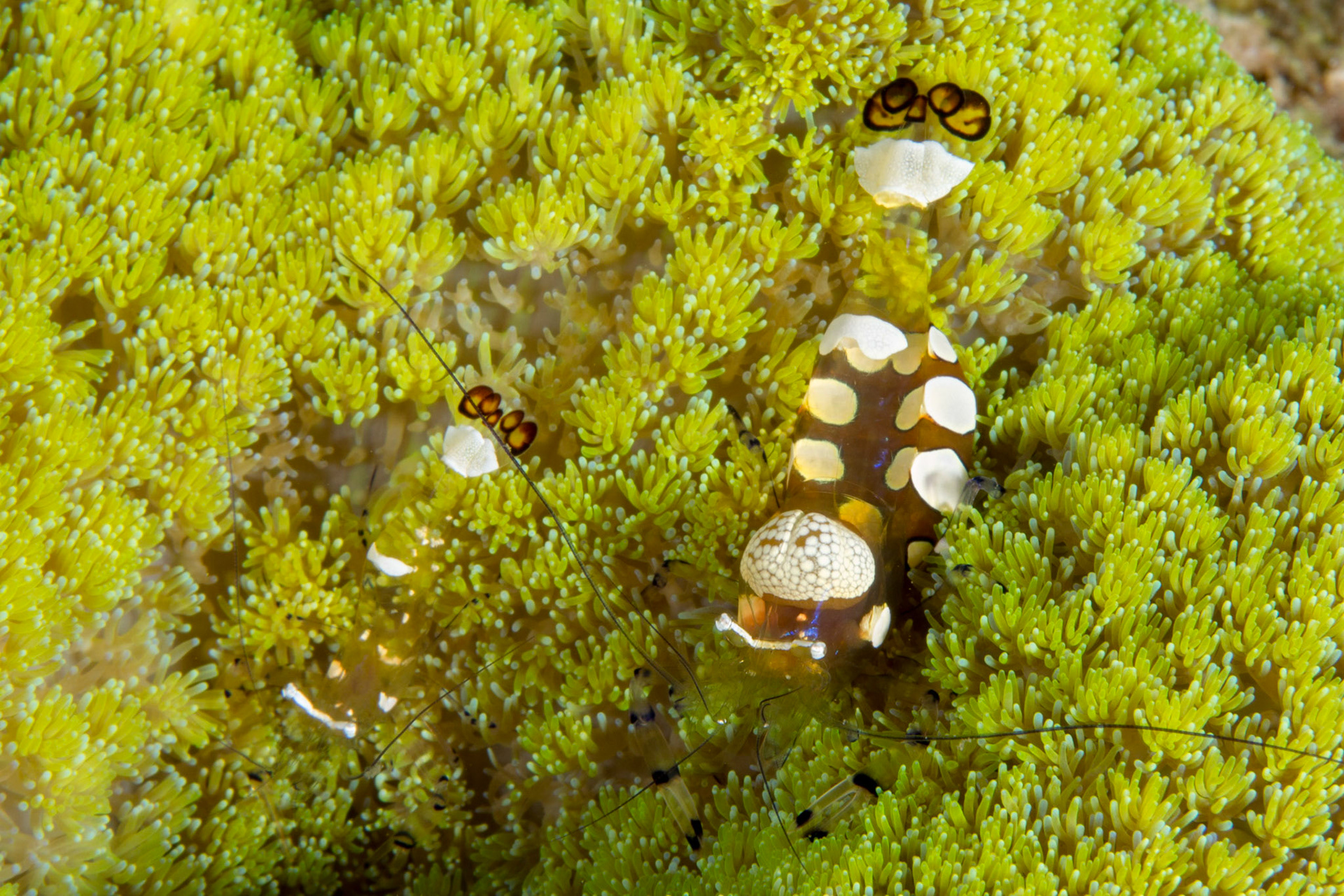 Peacock-tail Anemone Shrimp