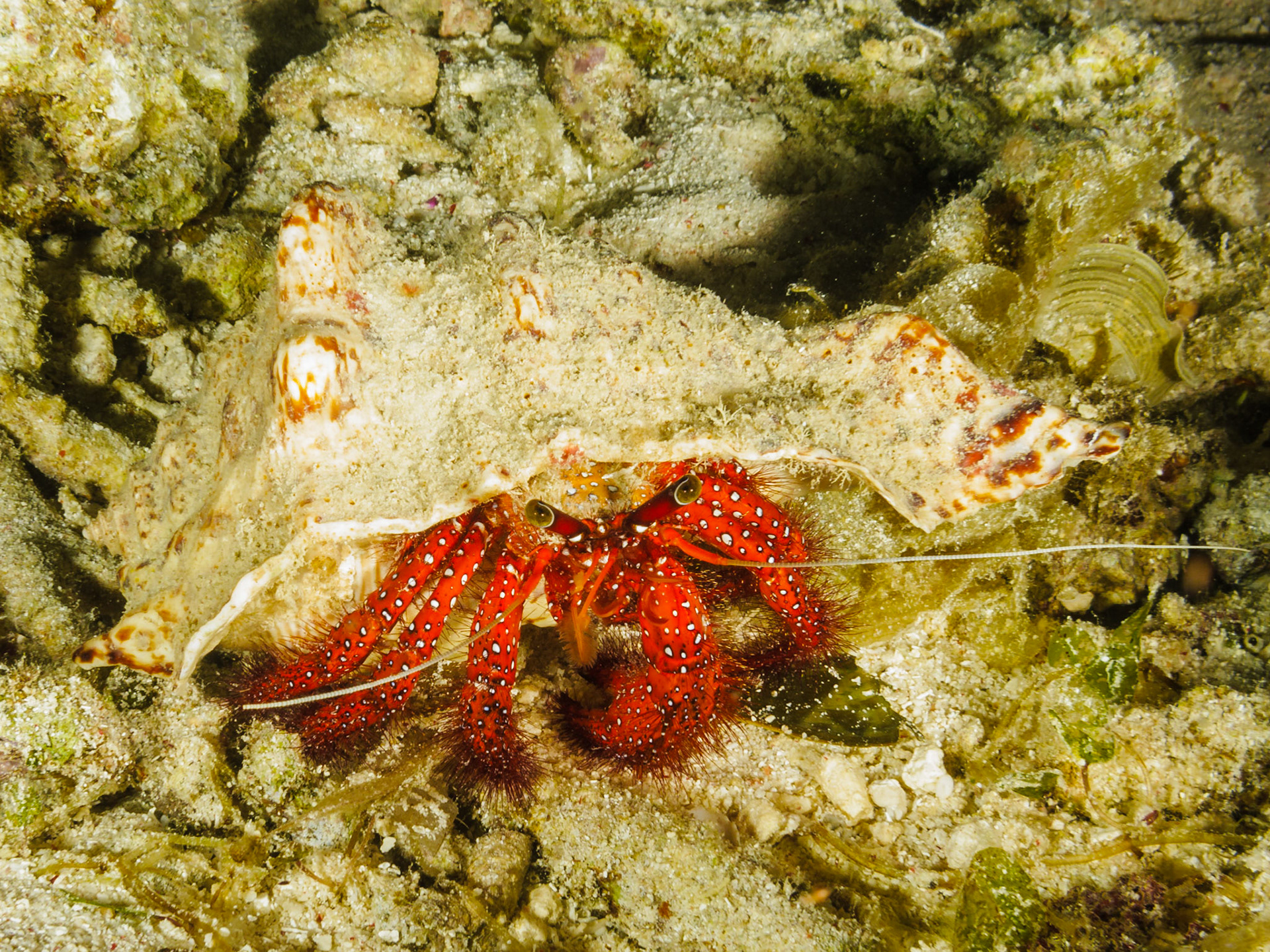 White-spotted Hermit Crab