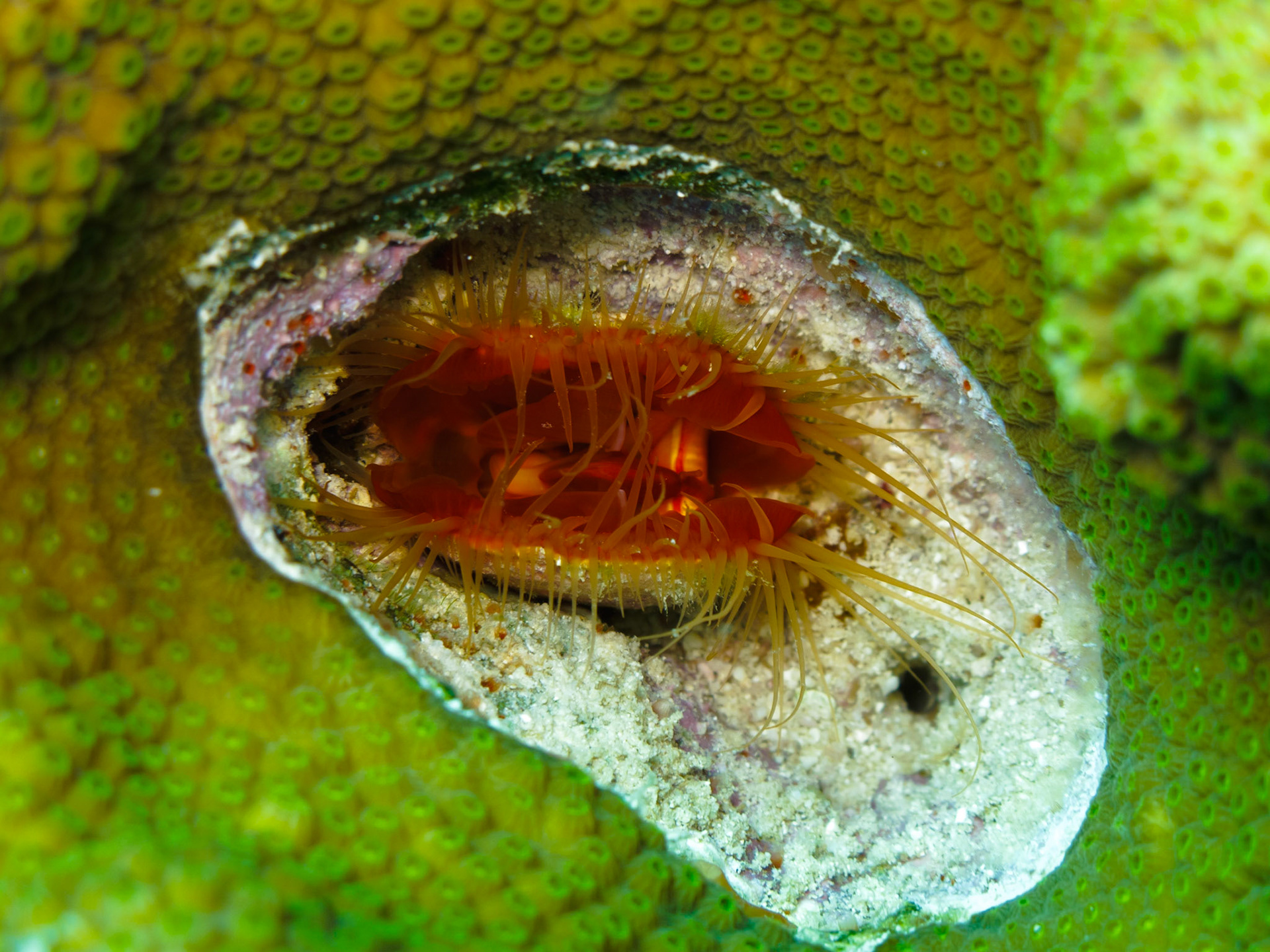 Rough Fileclam