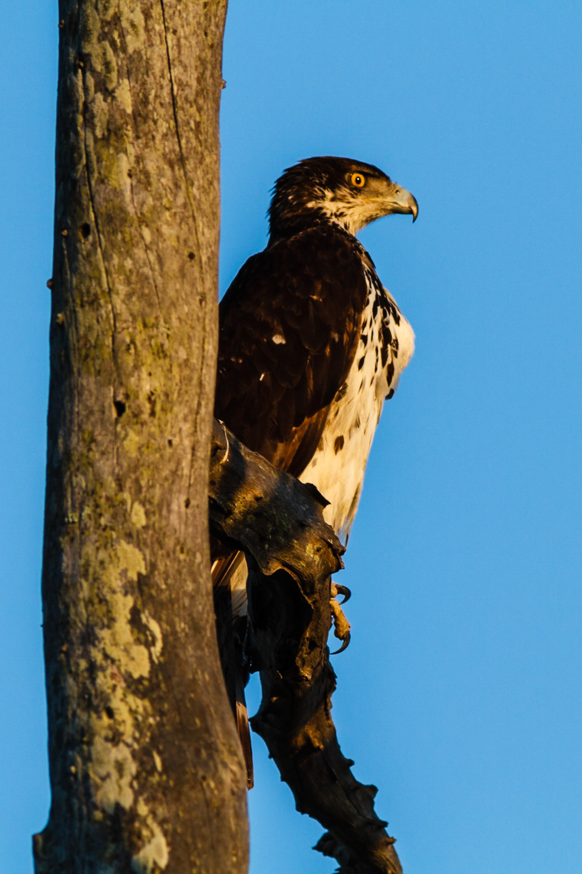 African Hawk Eagle