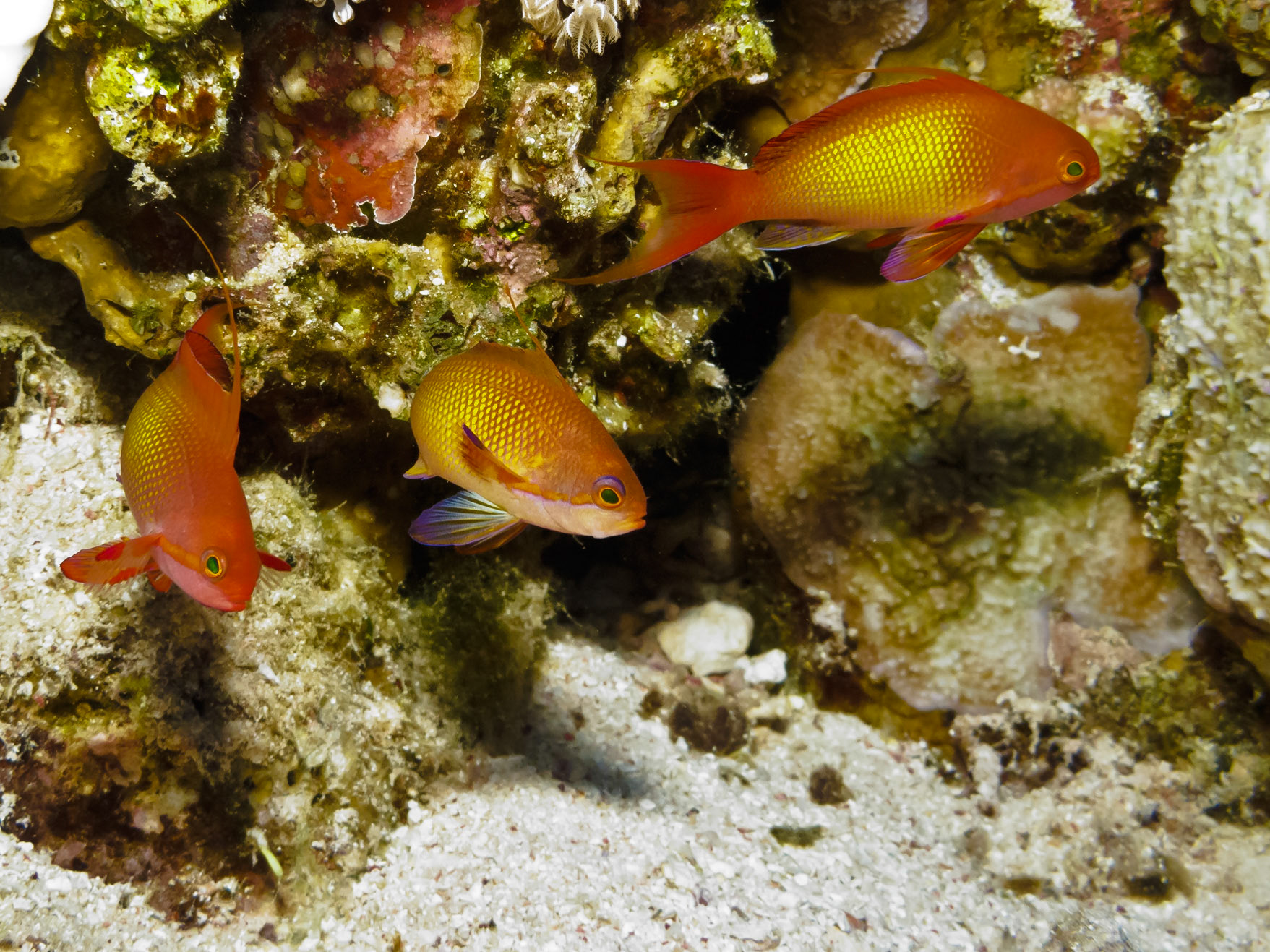 Lyretail Anthias