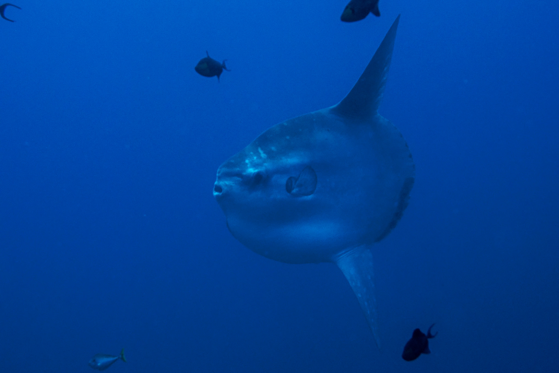 Ocean Sunfish