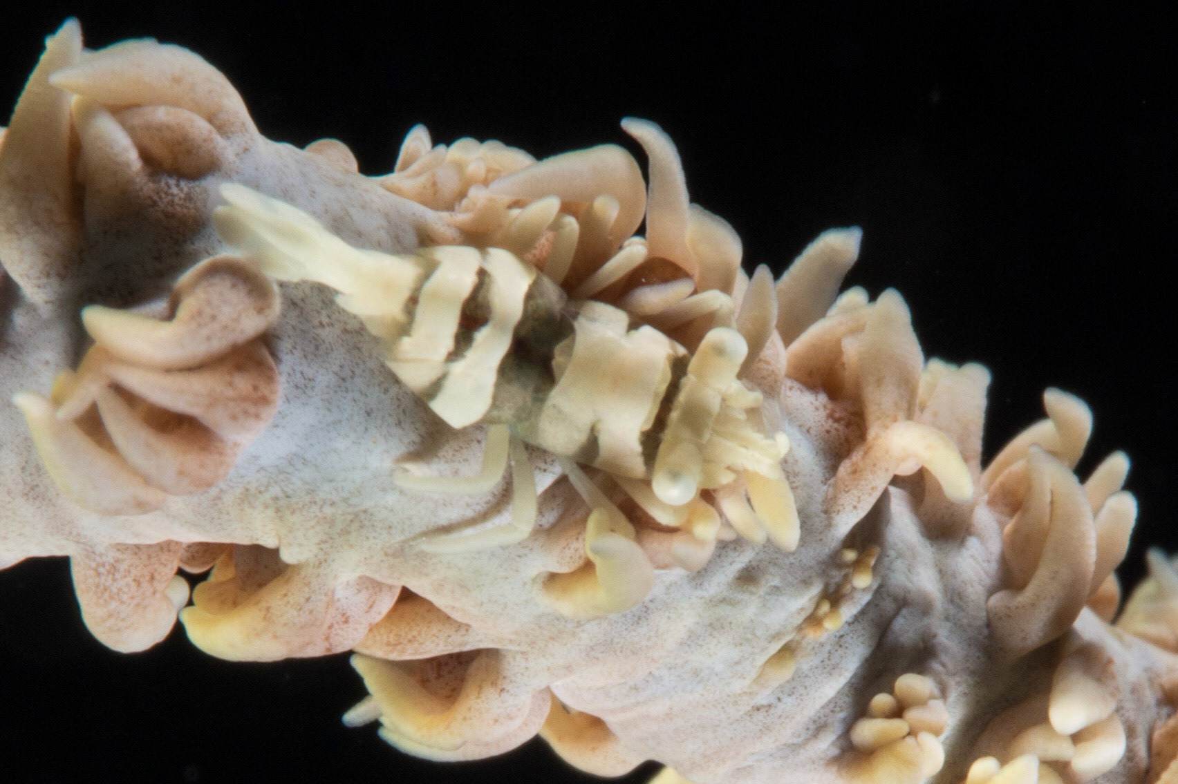 Anker's Whip Coral Shrimp and Cirripathes sp.