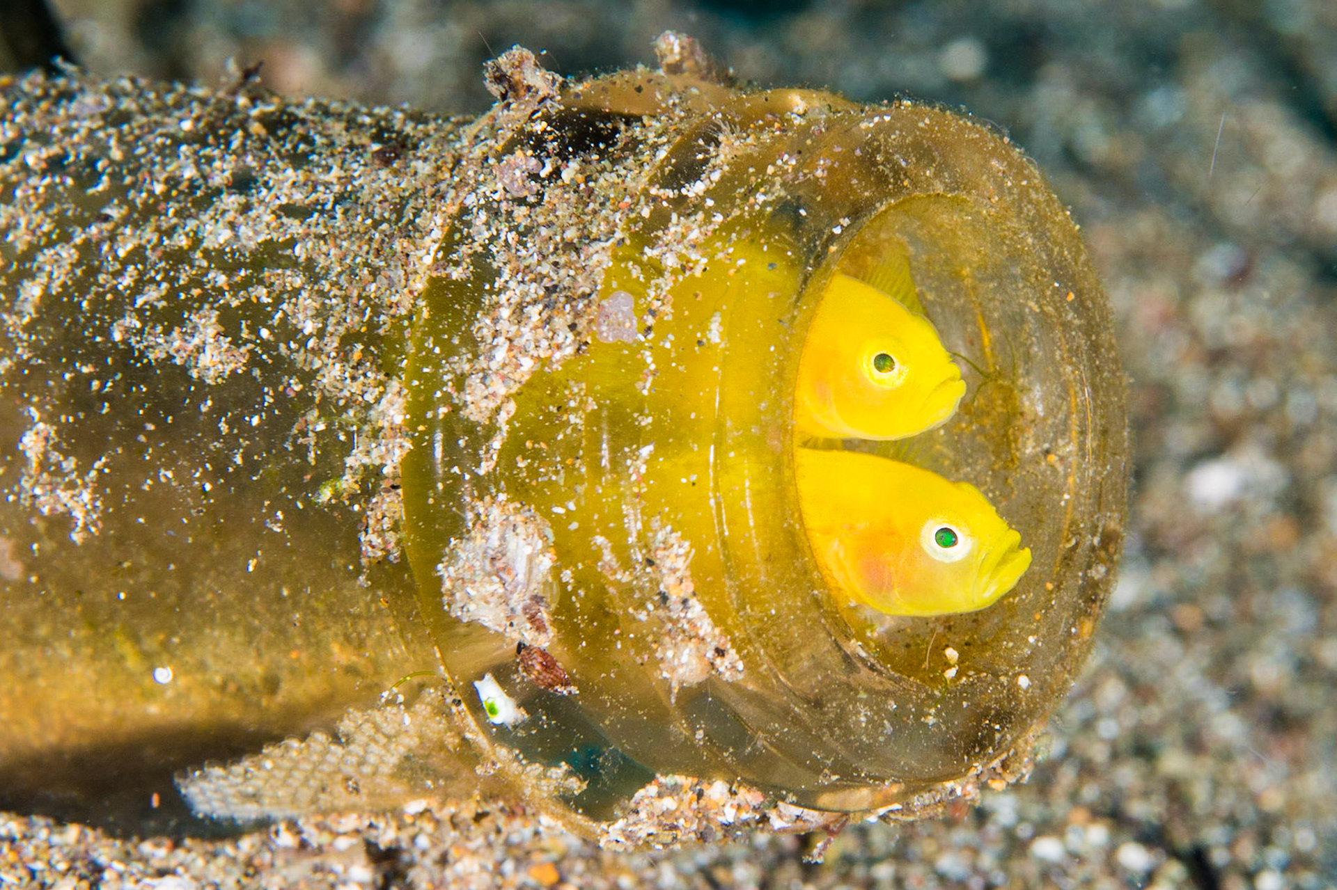 Ornate Gobies